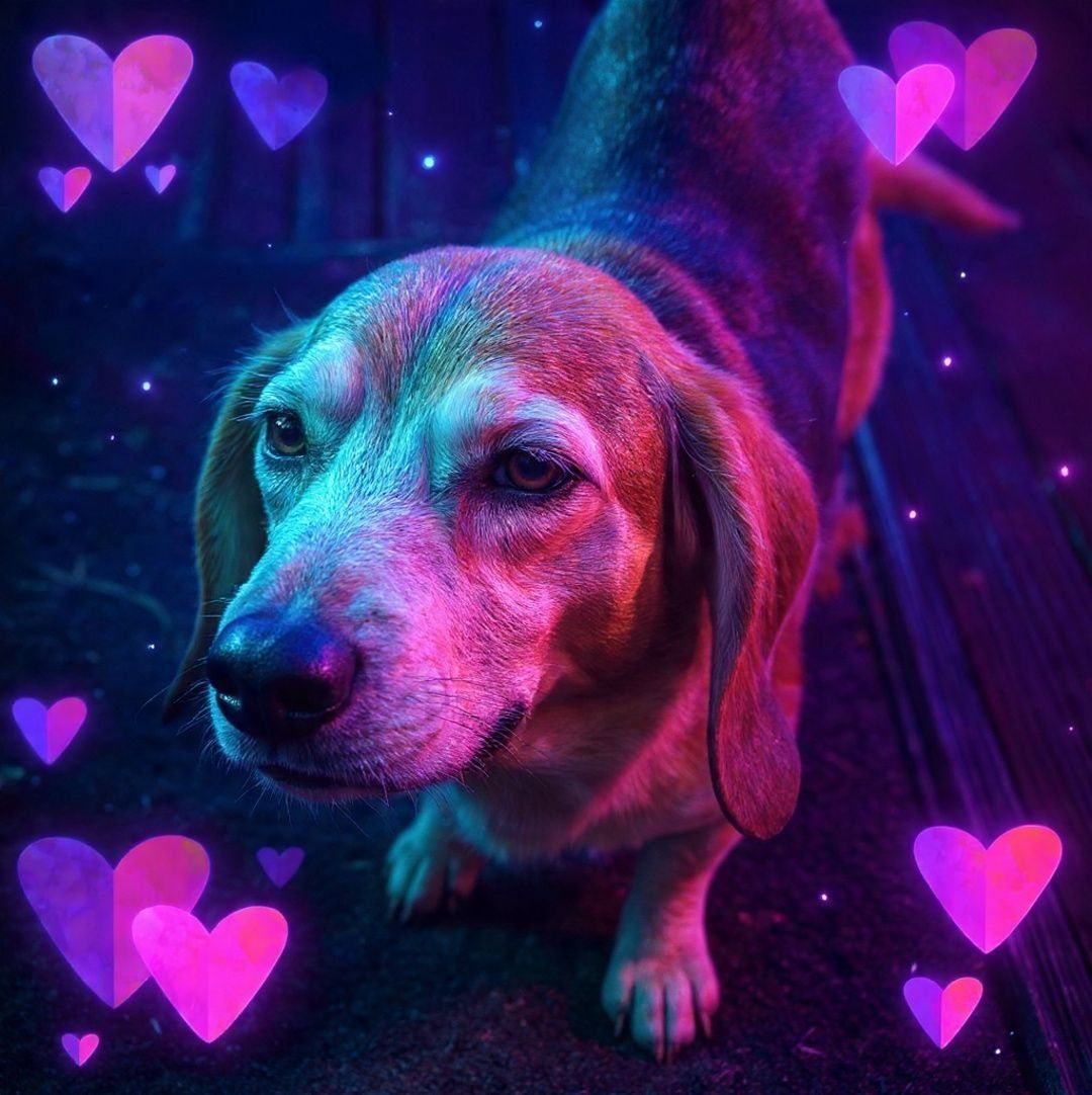 Ruth Gaither - This is Jax. He is a pit/beagle mix. If... | Facebook