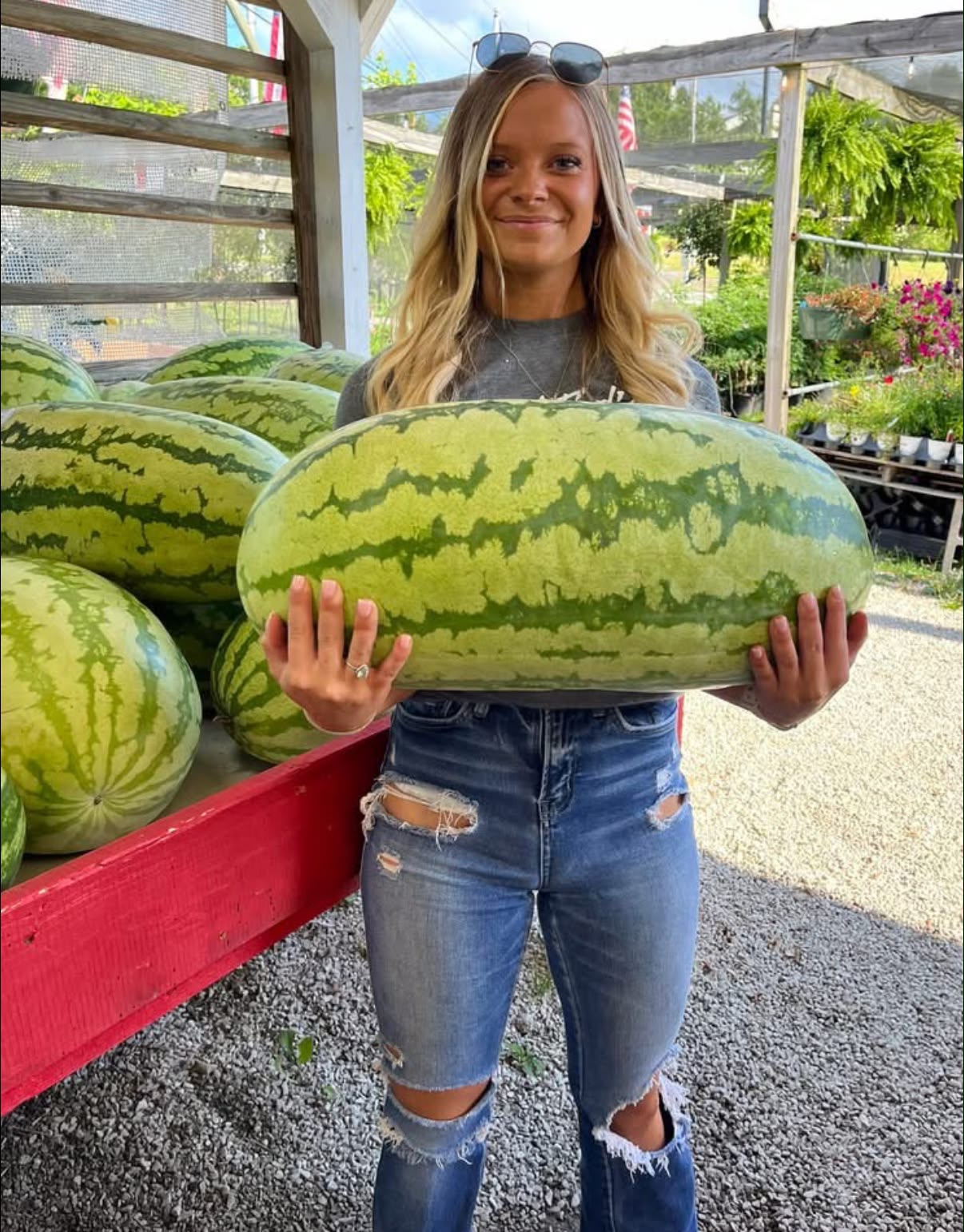 Rattlesnake Watermelons are HERE! ???? SOLD OUT! But we have 