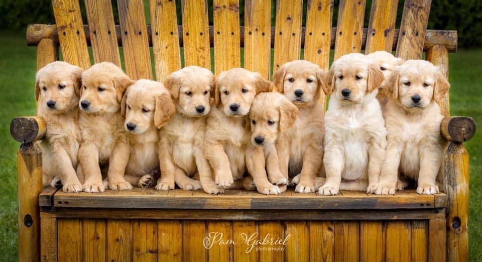 Golden Ridge Ranch Retrievers | Facebook