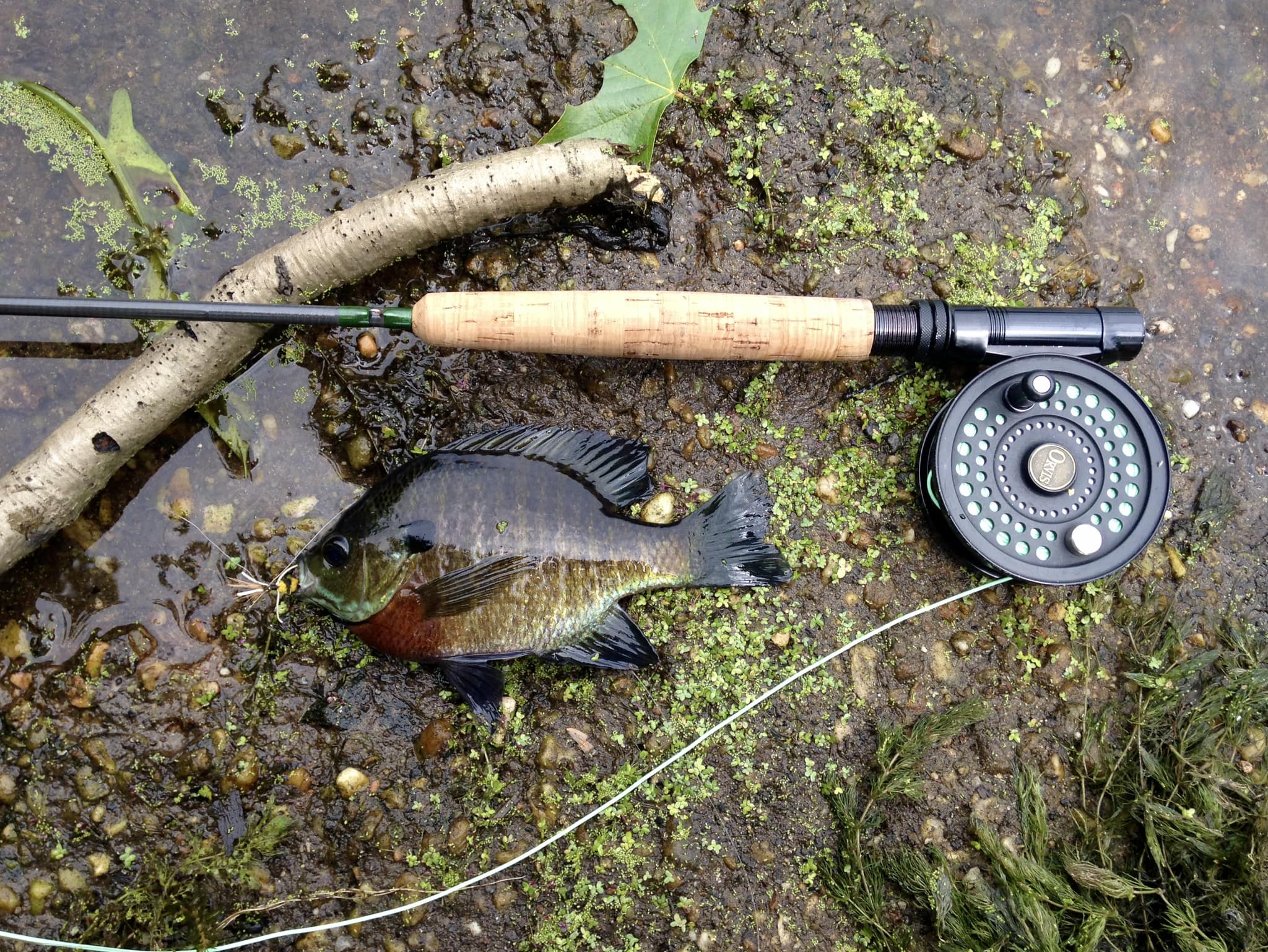 Orvis 8