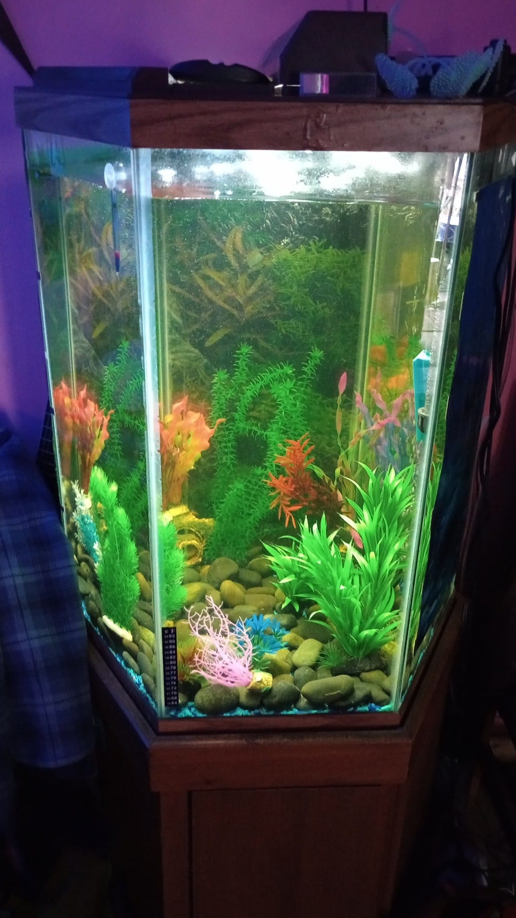 What large freshwater fish are suitable for a 65-gallon hexagonal