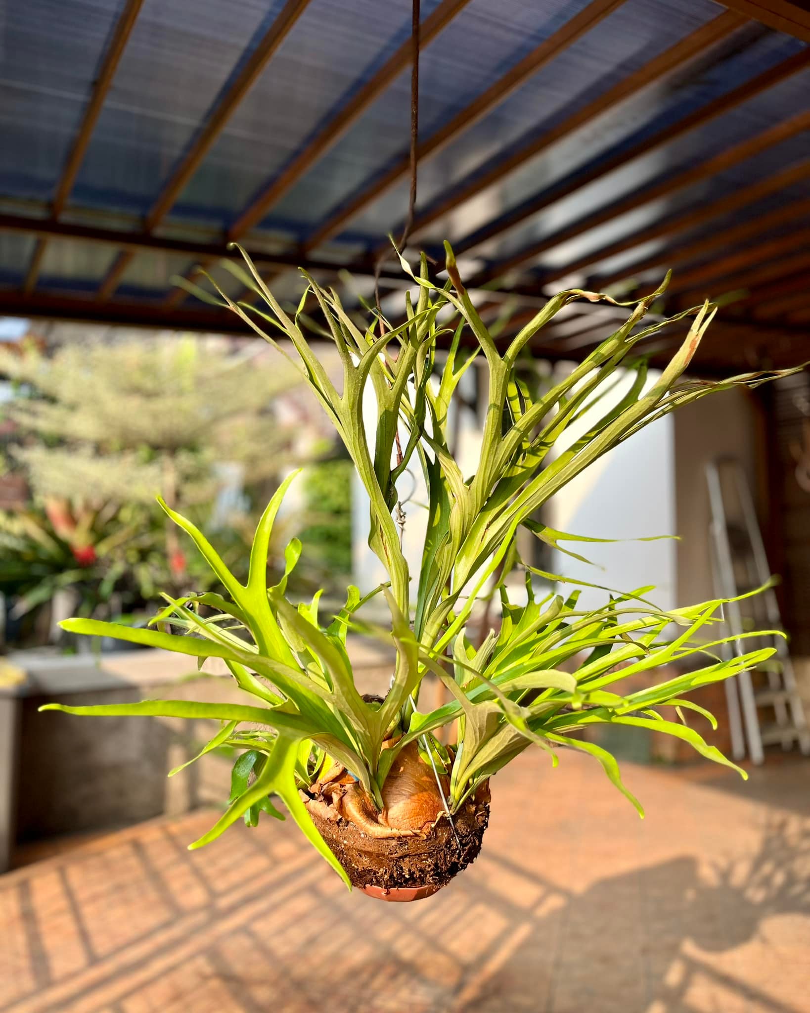 Platycerium alcicorne 