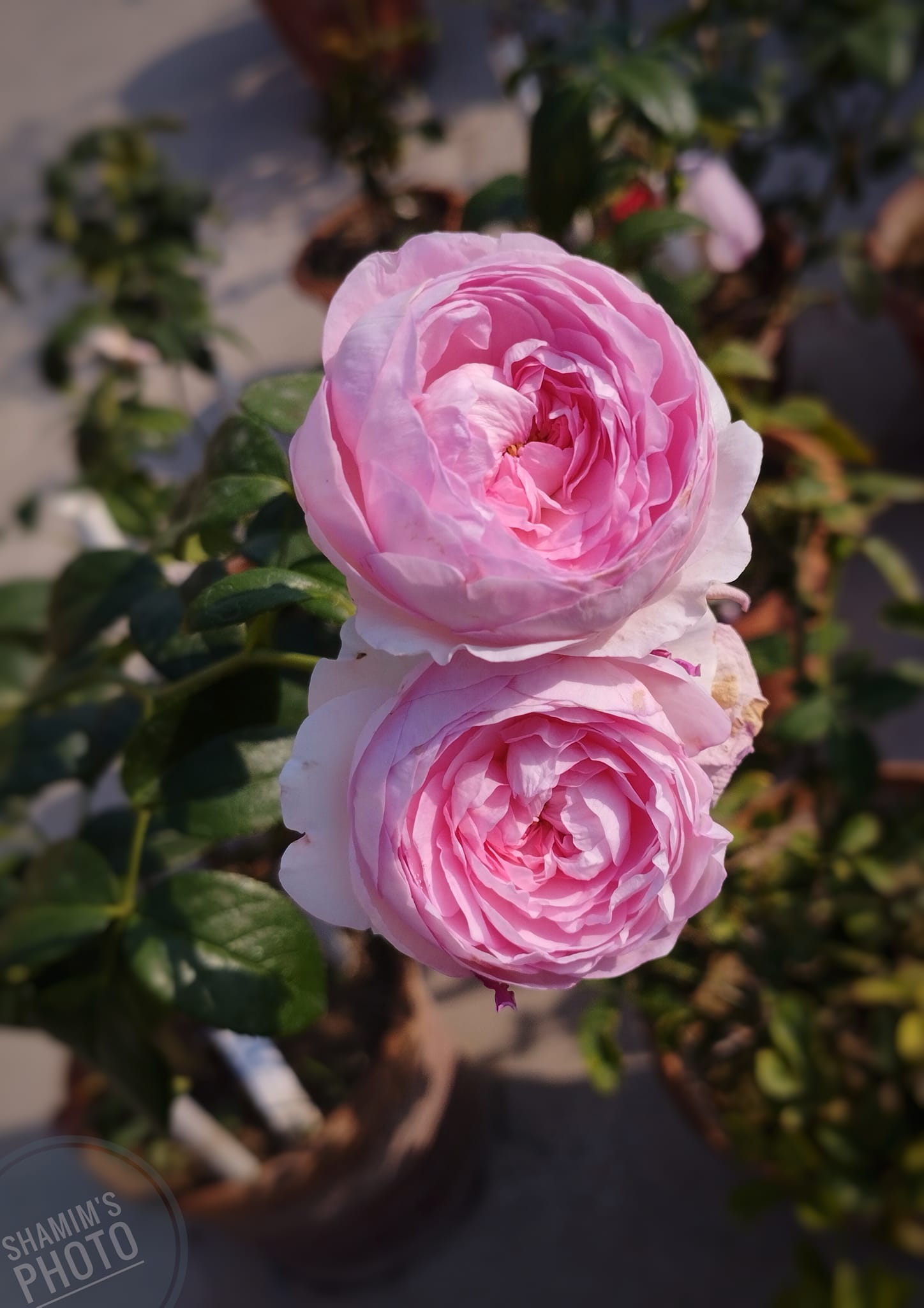 MON COEUR Bred by Takunori Kimura (Japan, before 2012). Introduced