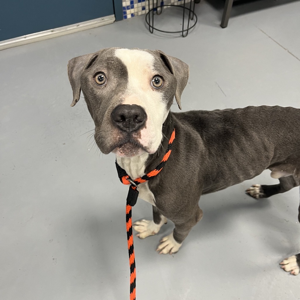 Adoptable male terrier pit bull in Philadelphia, PA