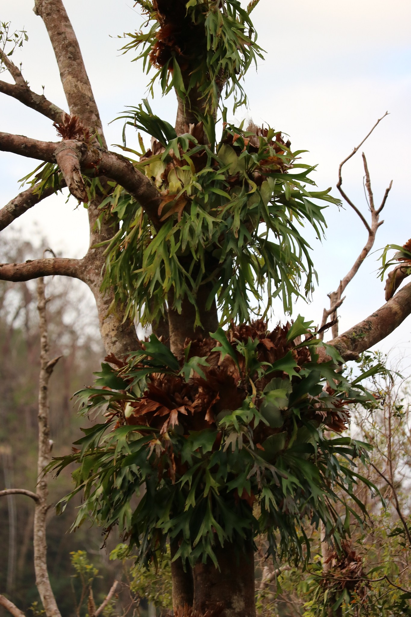 Identifying platycerium hillii and bifurcatum