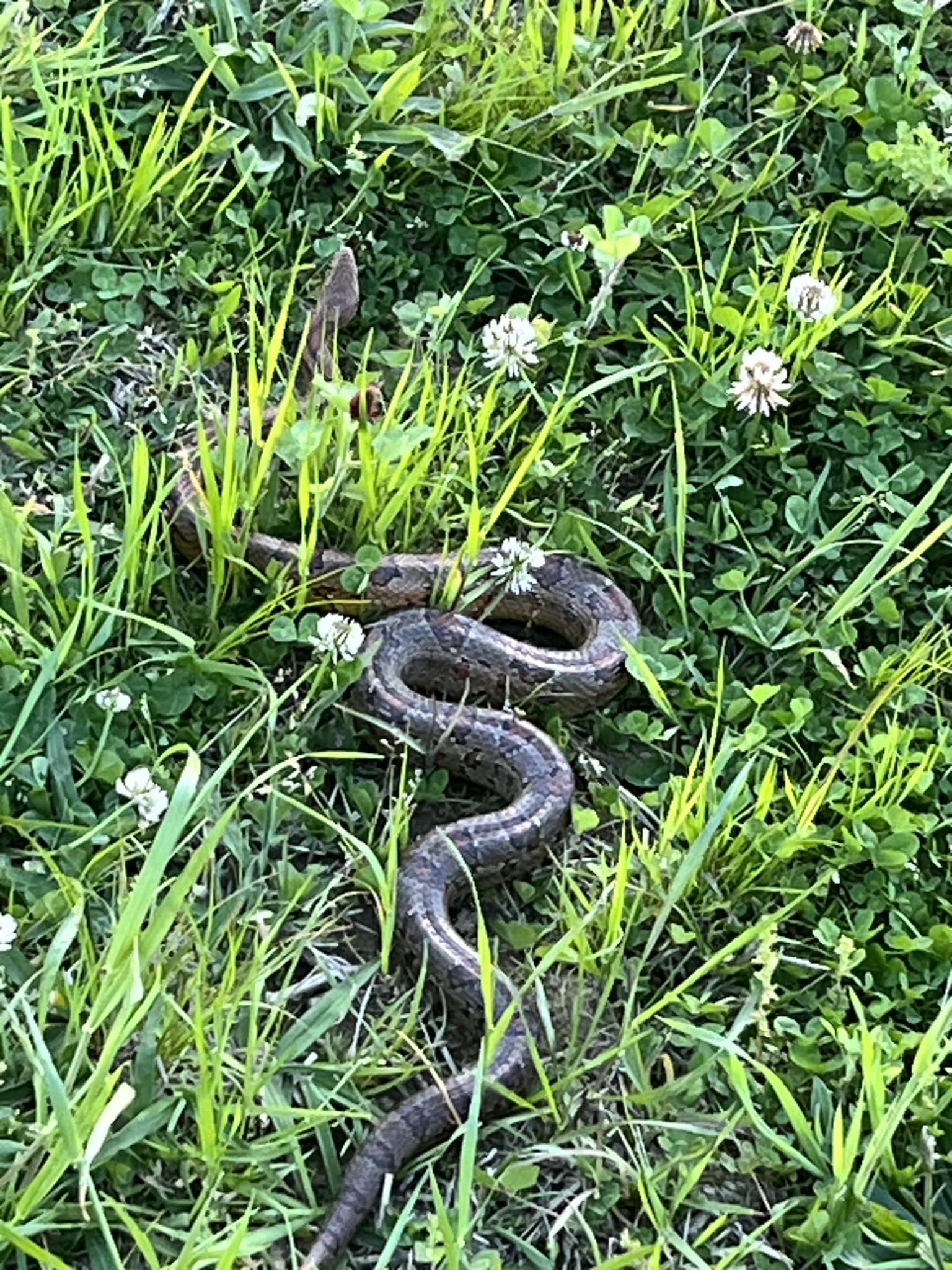 What kind of snake is this in Westpoint TN?