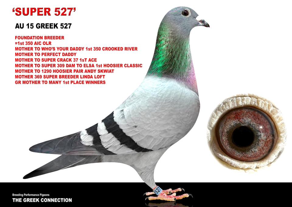 Racing Pigeons in Ontario | Facebook