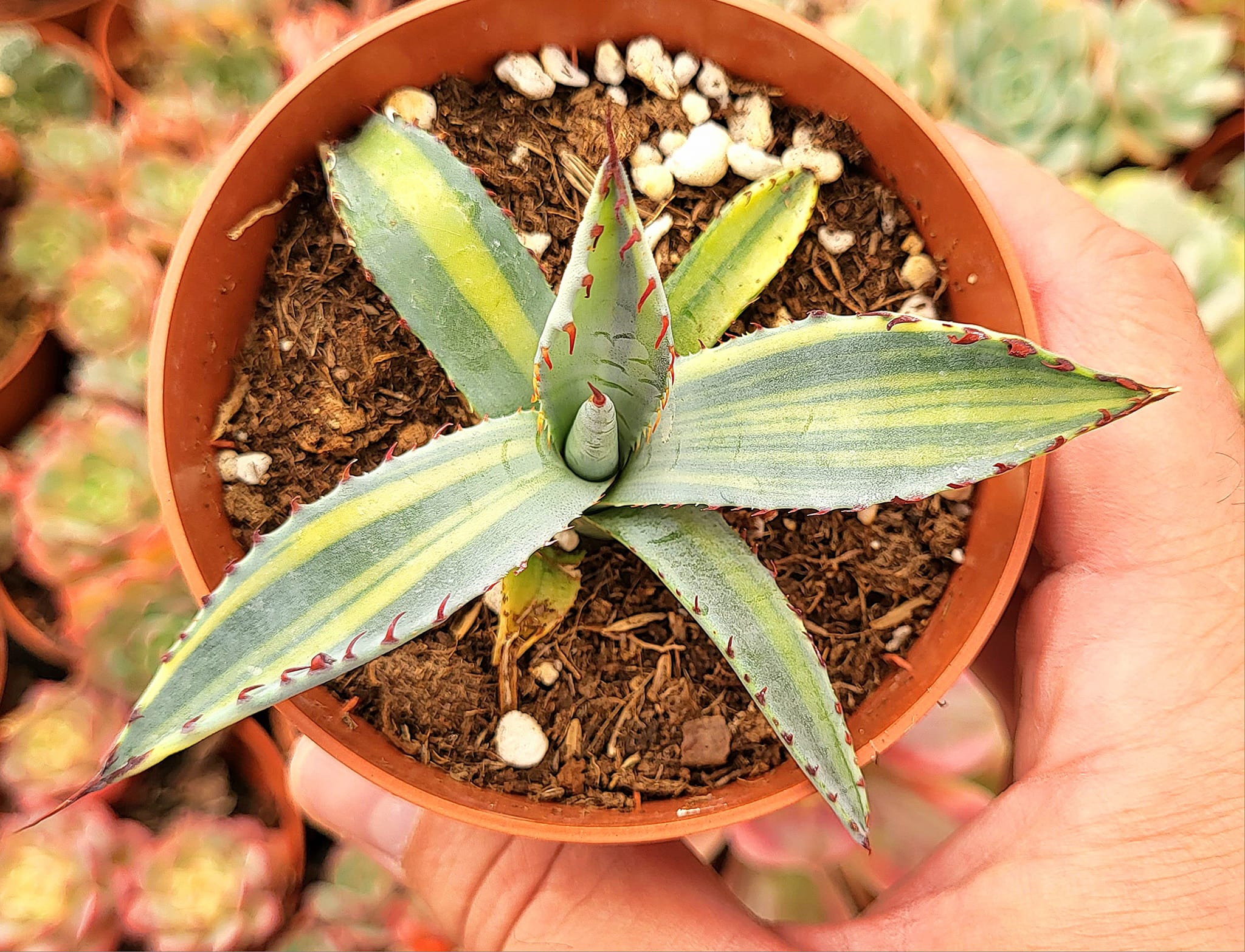 Agave palmeri 'Kutsugen No Mai Ogi' variegated
