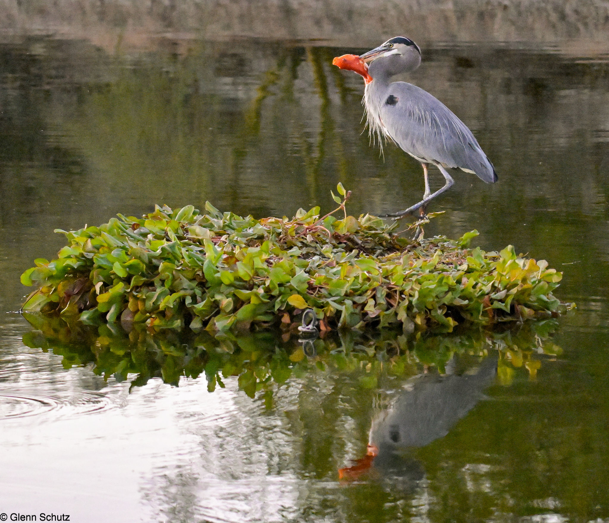Ummm, the Koi are meant to be decorative not a meal. Oro Valley, AZ