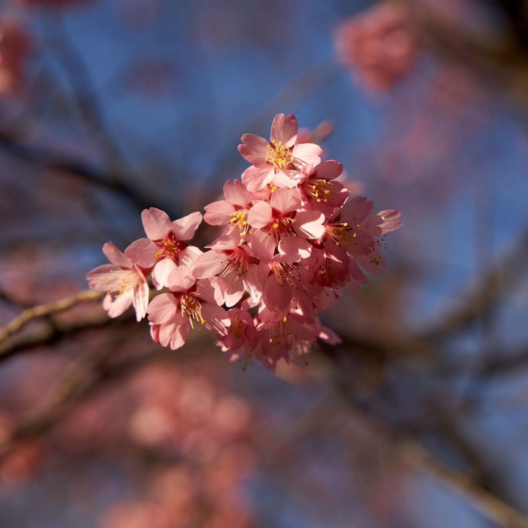 Missouri - 🌸 CHERRY BLOSSOM ALERT 🌸 We. Have. Blooms. 😎 The Taiwan ...