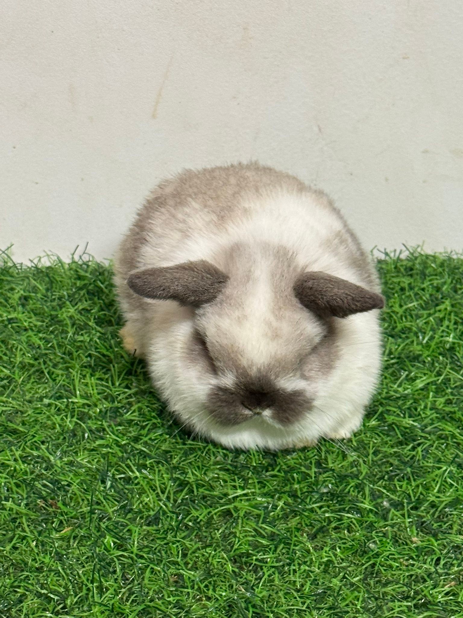 West Texas Rabbits, Supplies, Shows | Facebook