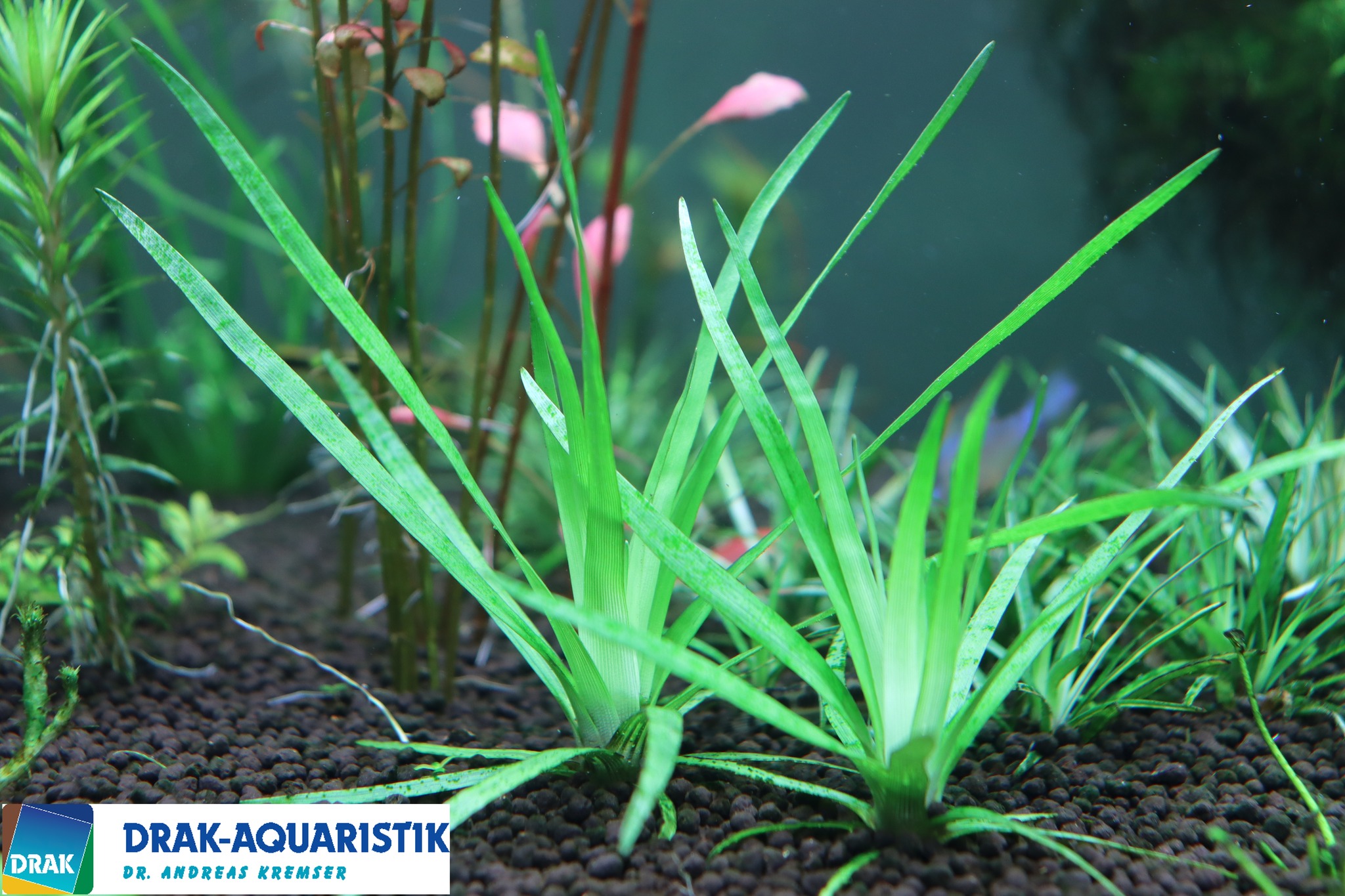 ACQUARIO CHE PASSIONE | Eriocaulon Richardianum, | Facebook