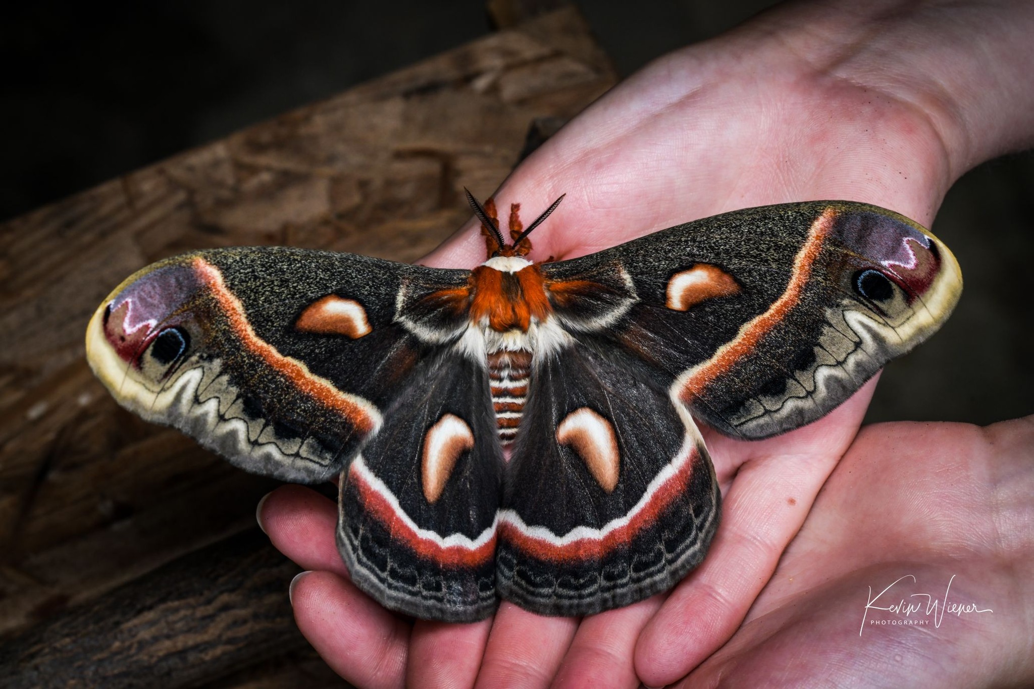 Most people think of moths as errant, drab-colored creatures that