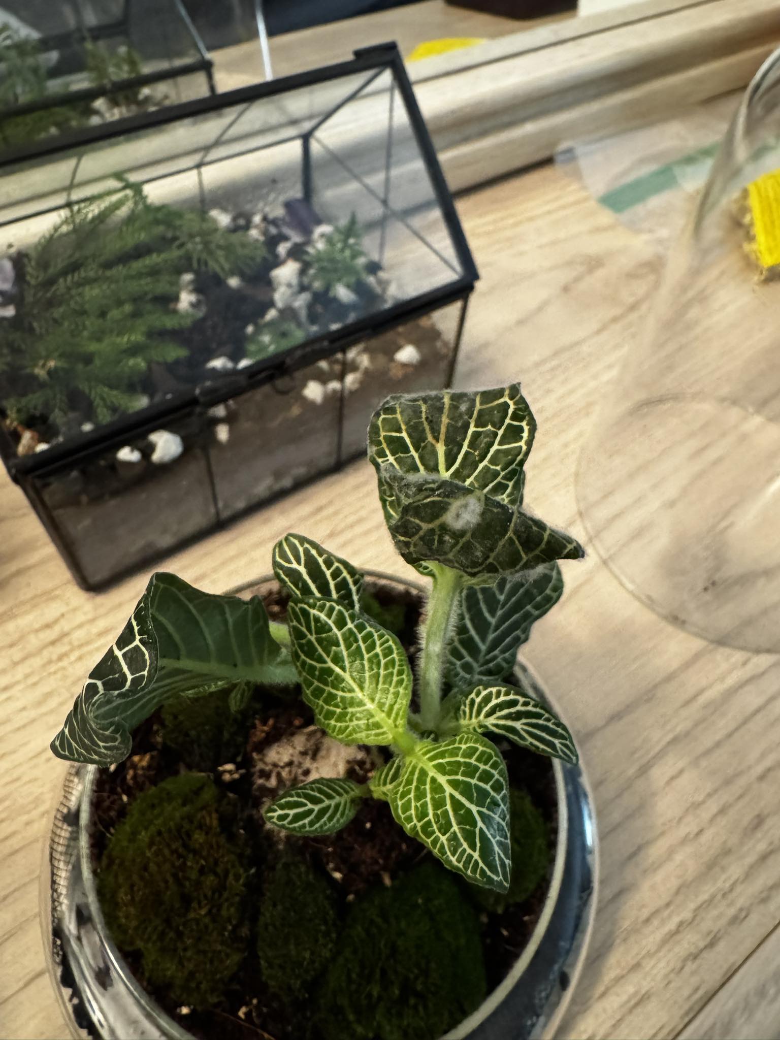 What is white fuzzy growth on my terrarium plant?