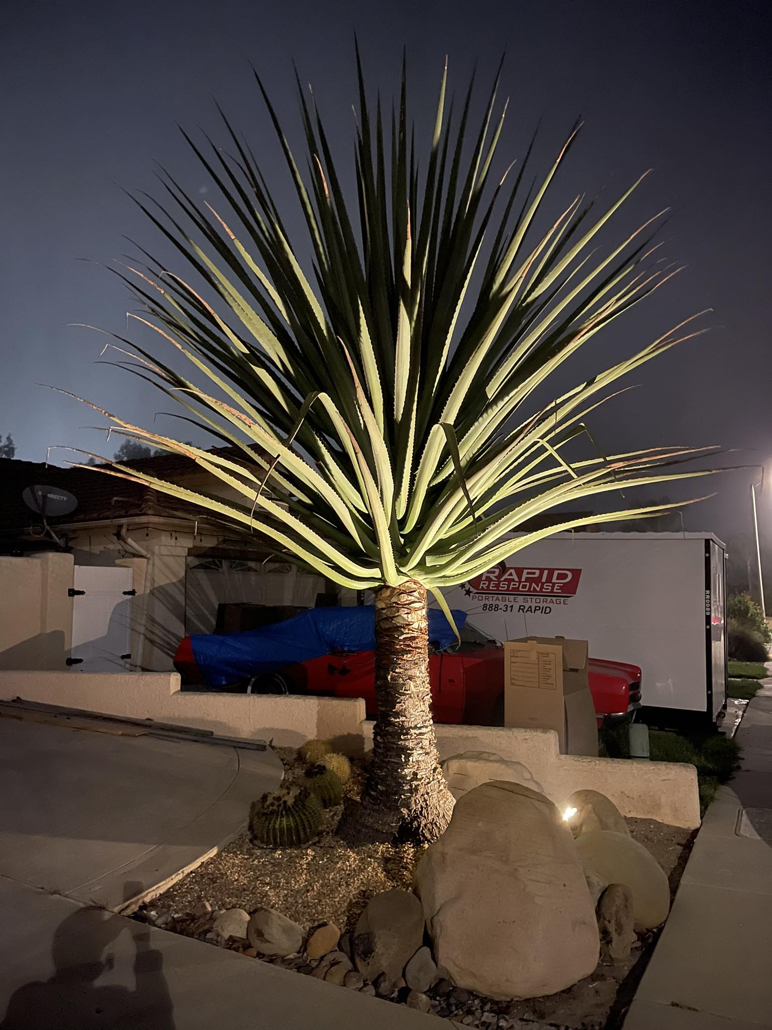 What type of yucca species is this plant? | Camarillo, CA