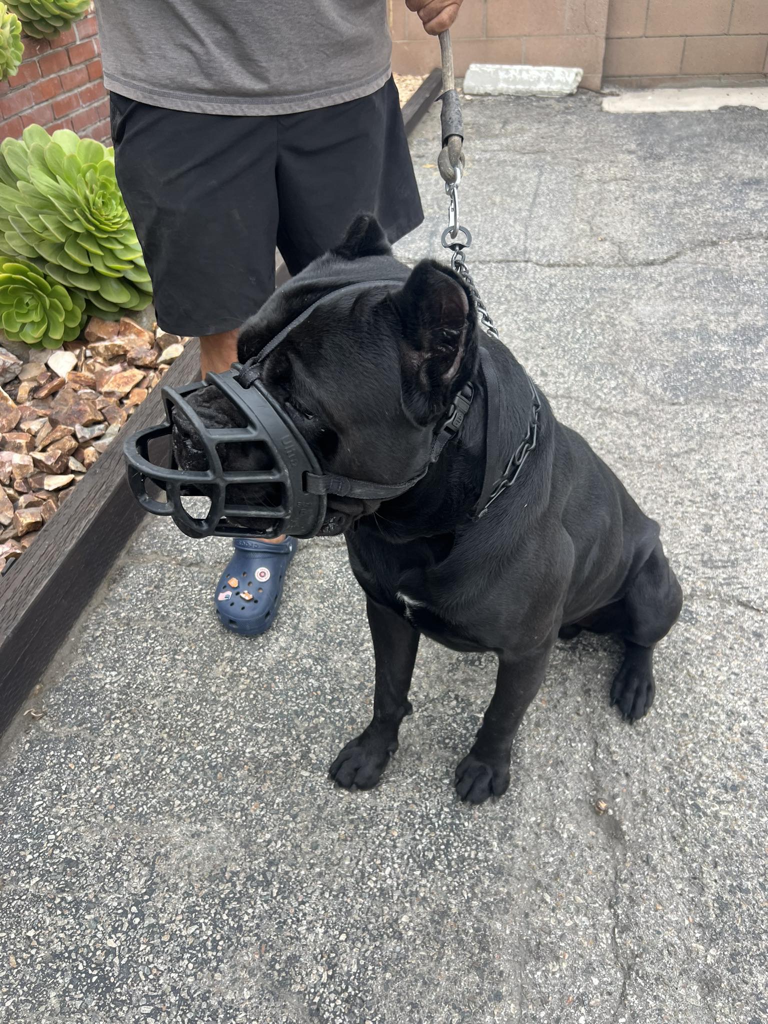 How to Put a Dog Muzzle on: Easy Guide for Pet Owners
