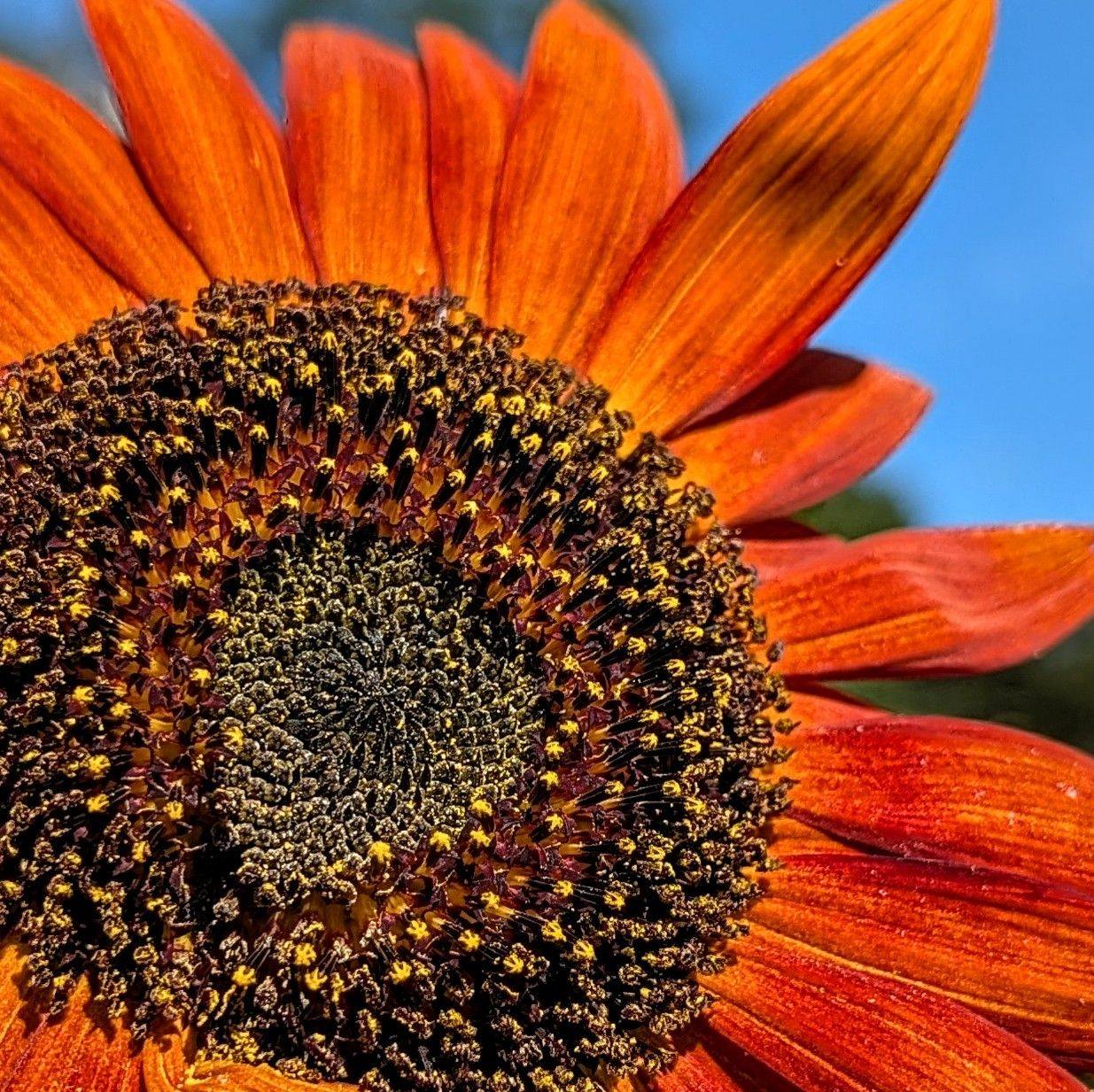 I started this in late Spring....and finally done! | Mindy Mills Maynard