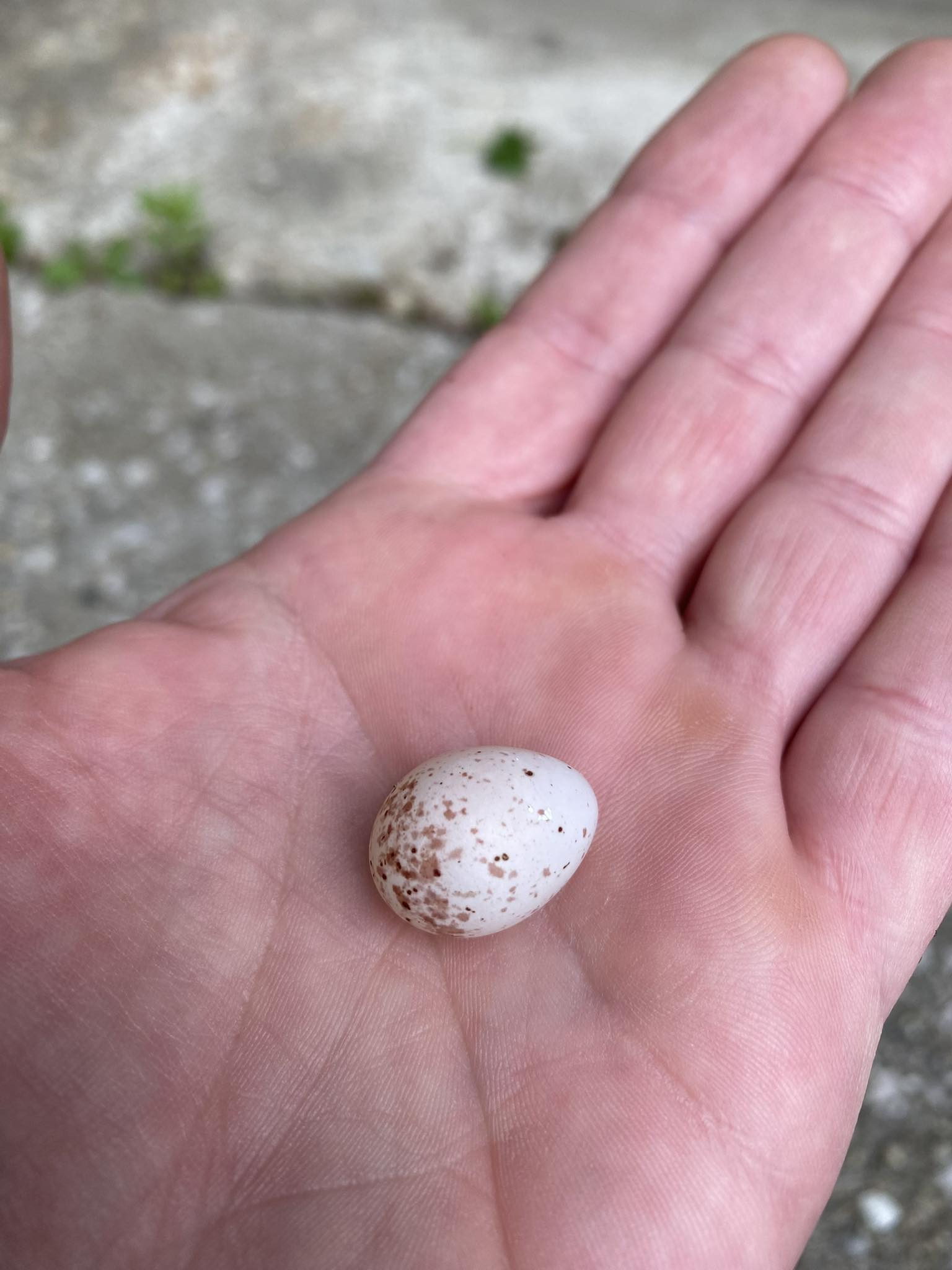 Should we leave the potentially Nightjar egg where it was moved or