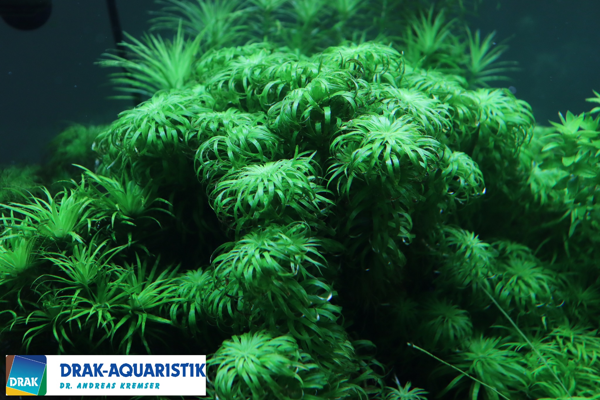 ACQUARIO CHE PASSIONE | Syngonanthus Macrocaulon, | Facebook