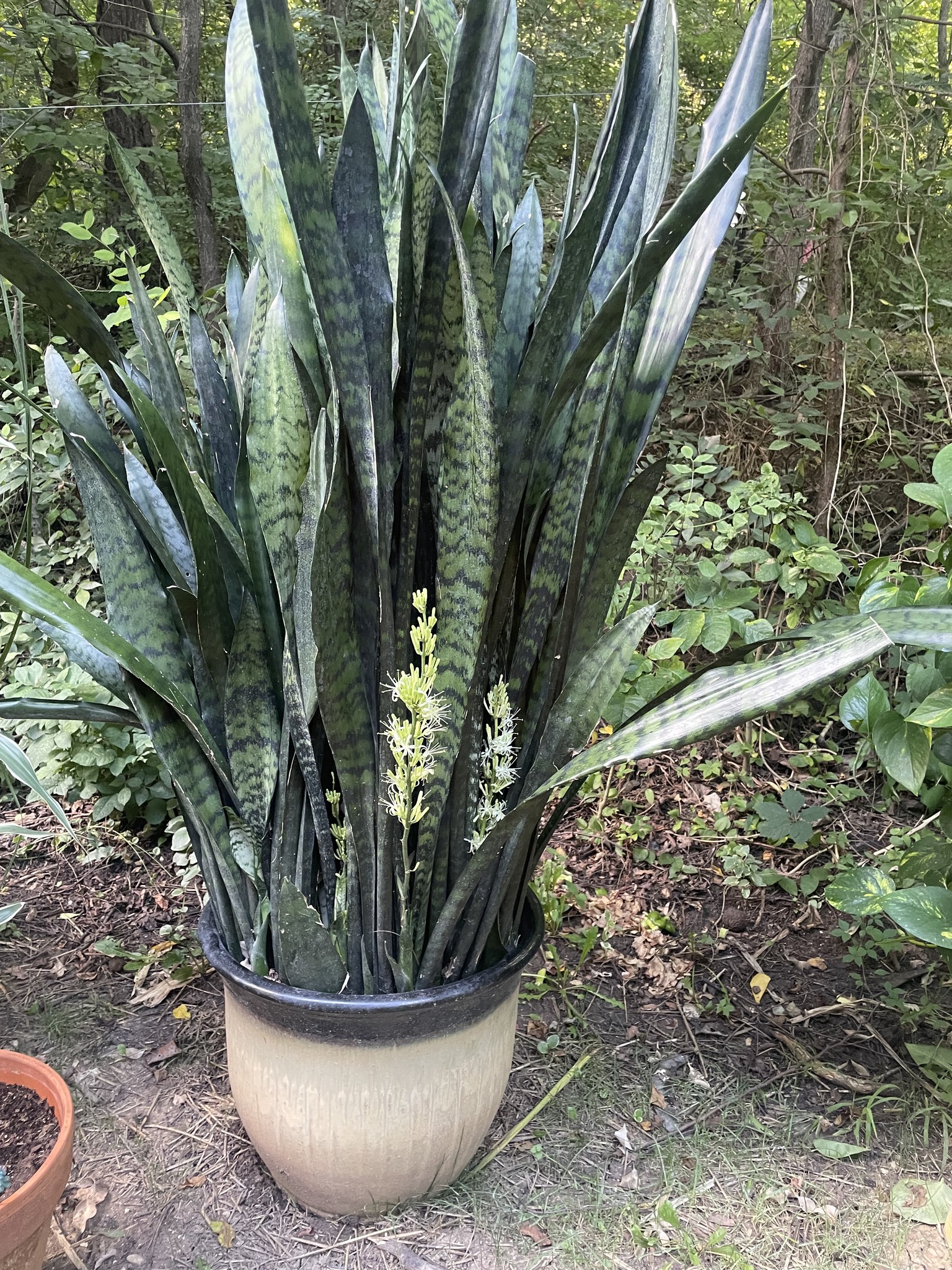 Plant Hoarders Anonymous (PHA)