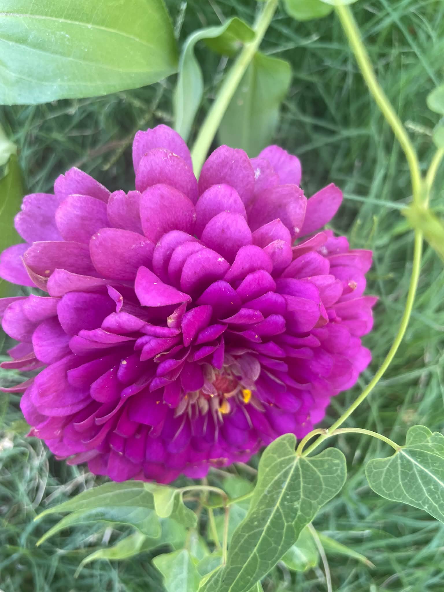 My 2026 zinnias from Baker creek Rareseeds .