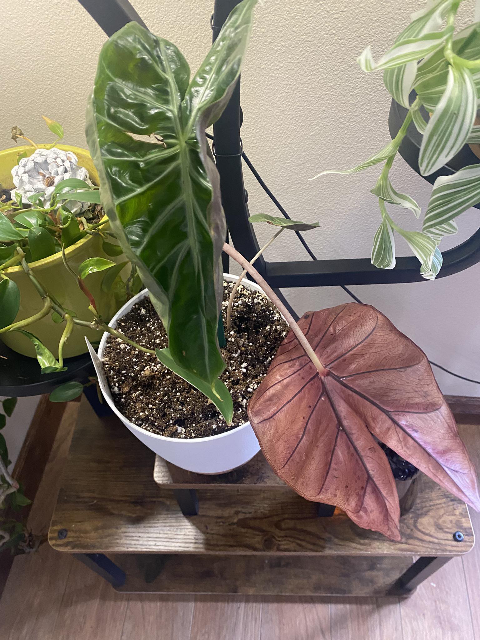 What is causing color change in bambino plant? display picture 1