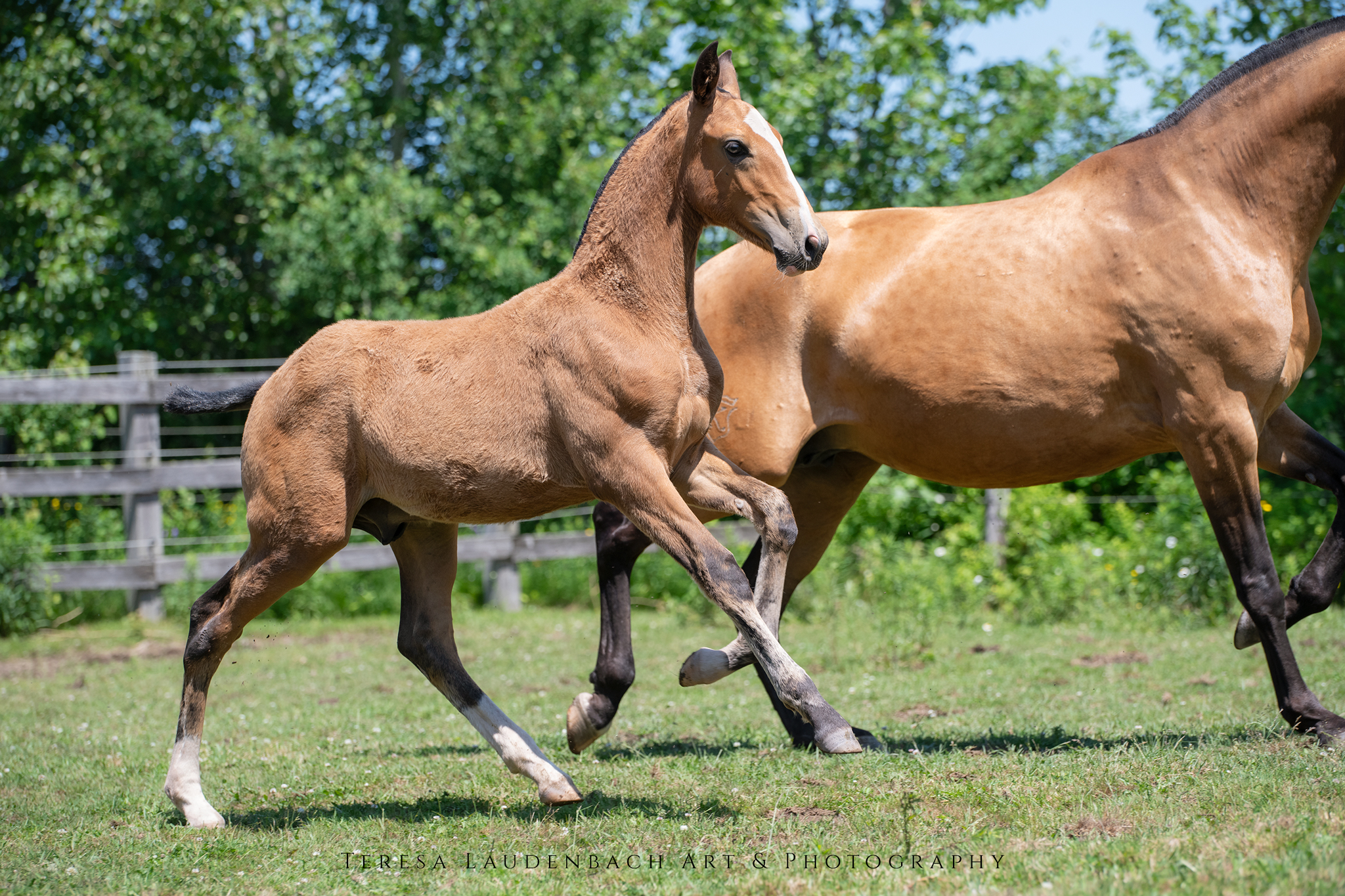 Introducing the one year-old filly Valquiria MVL, already with