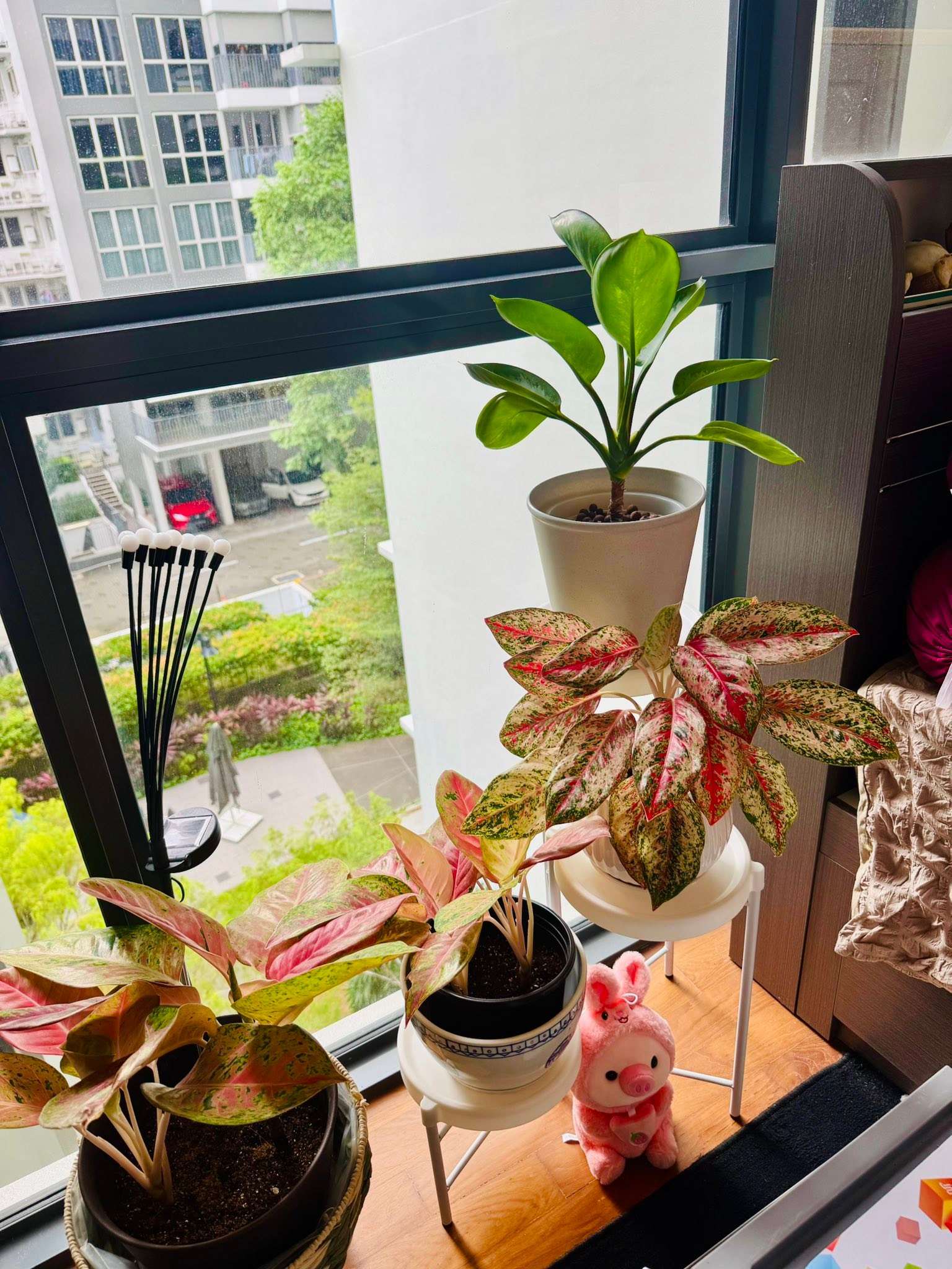 💥9 karat aglaonema now available