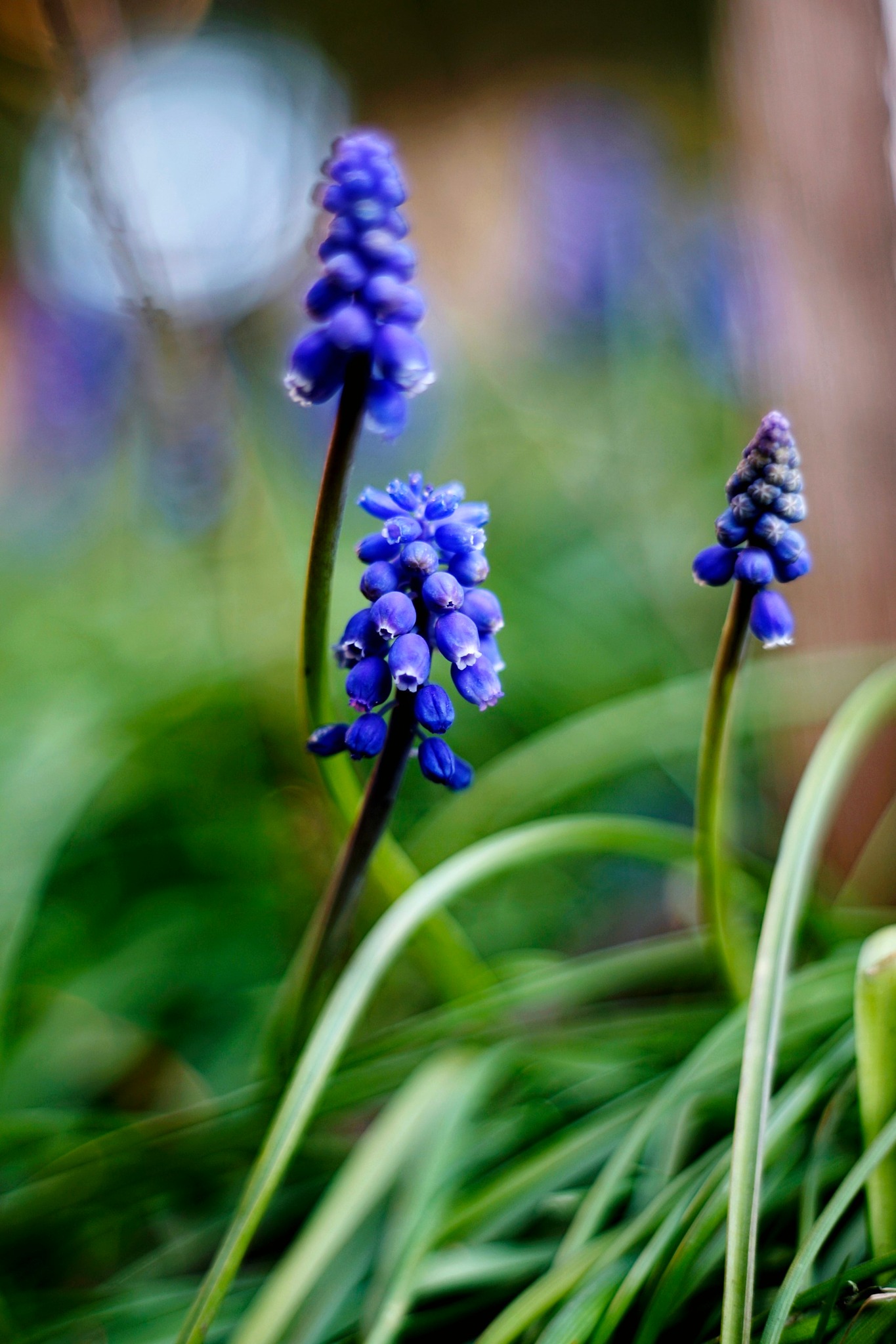 Clustered bell flowers in my side yard