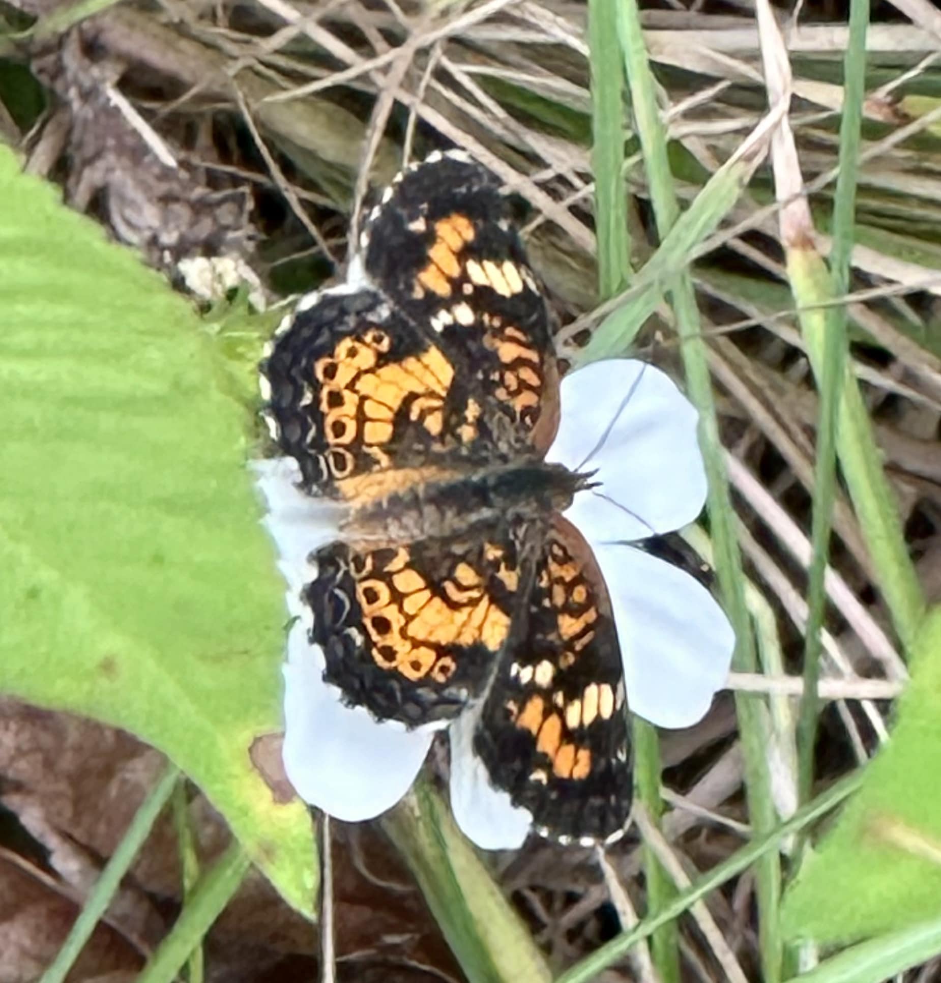 Butterfly Kazan FL