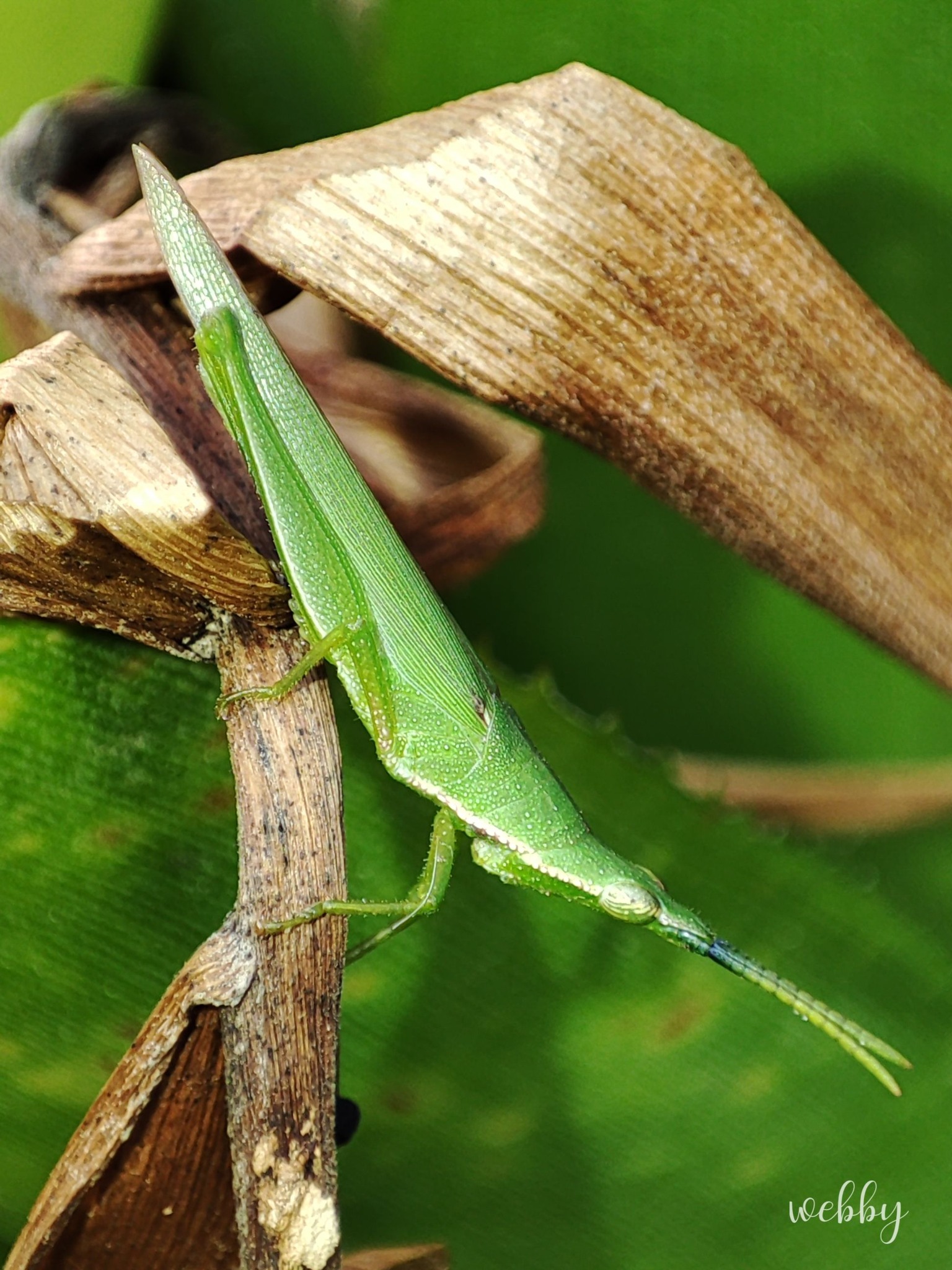 Entomemeology | Acrida cinerea, the Oriental longheaded grasshopper, is ...