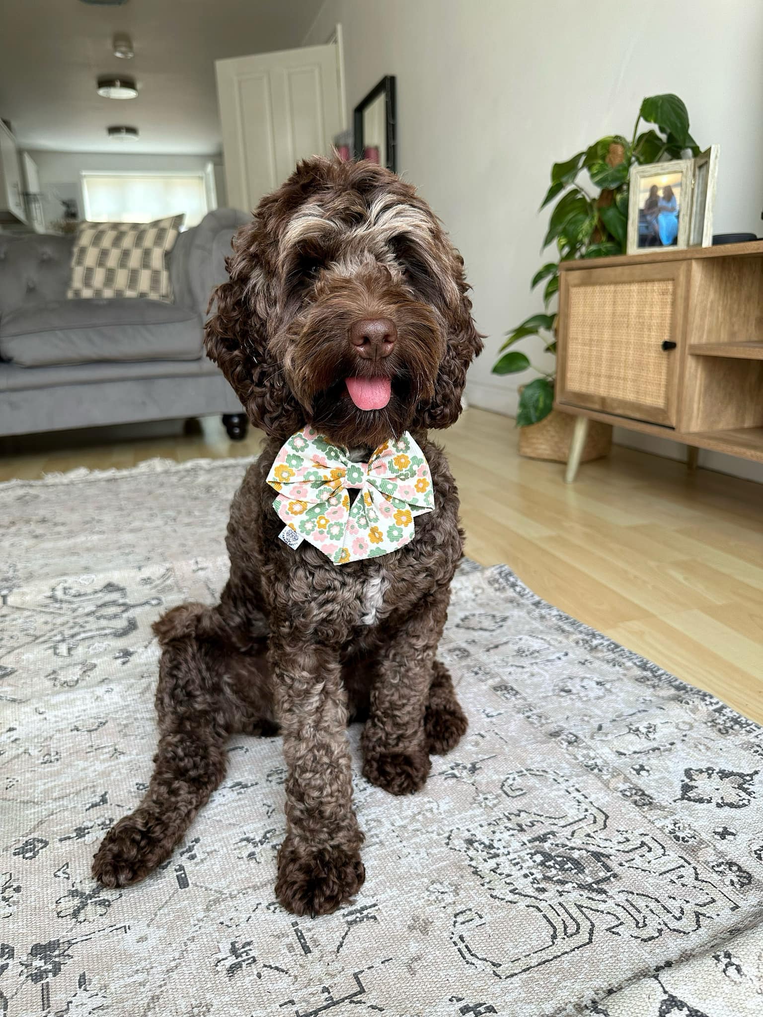 Cockapoo Owners | Facebook