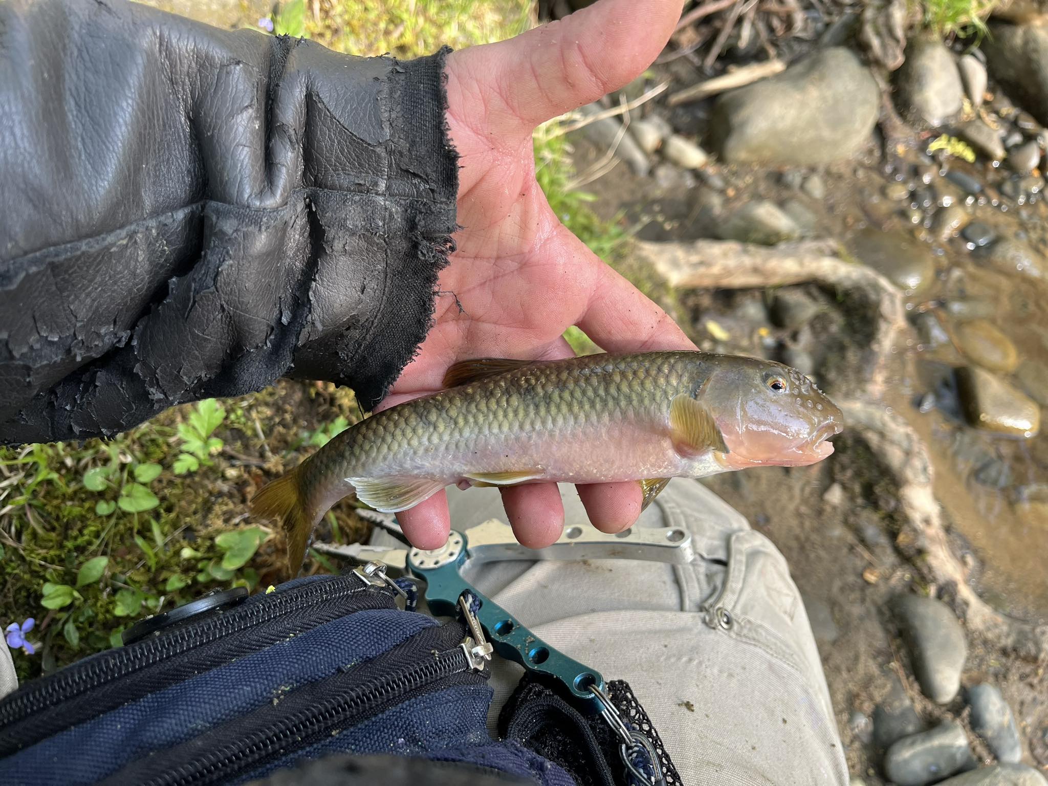 battenkill fly reel Orvis Disc Reels-New Colors-New Model – Rod & Rivet Fishing Clevis Easy Spin #acuarioactivo The CFO Reel Size:0.7oz/20g
