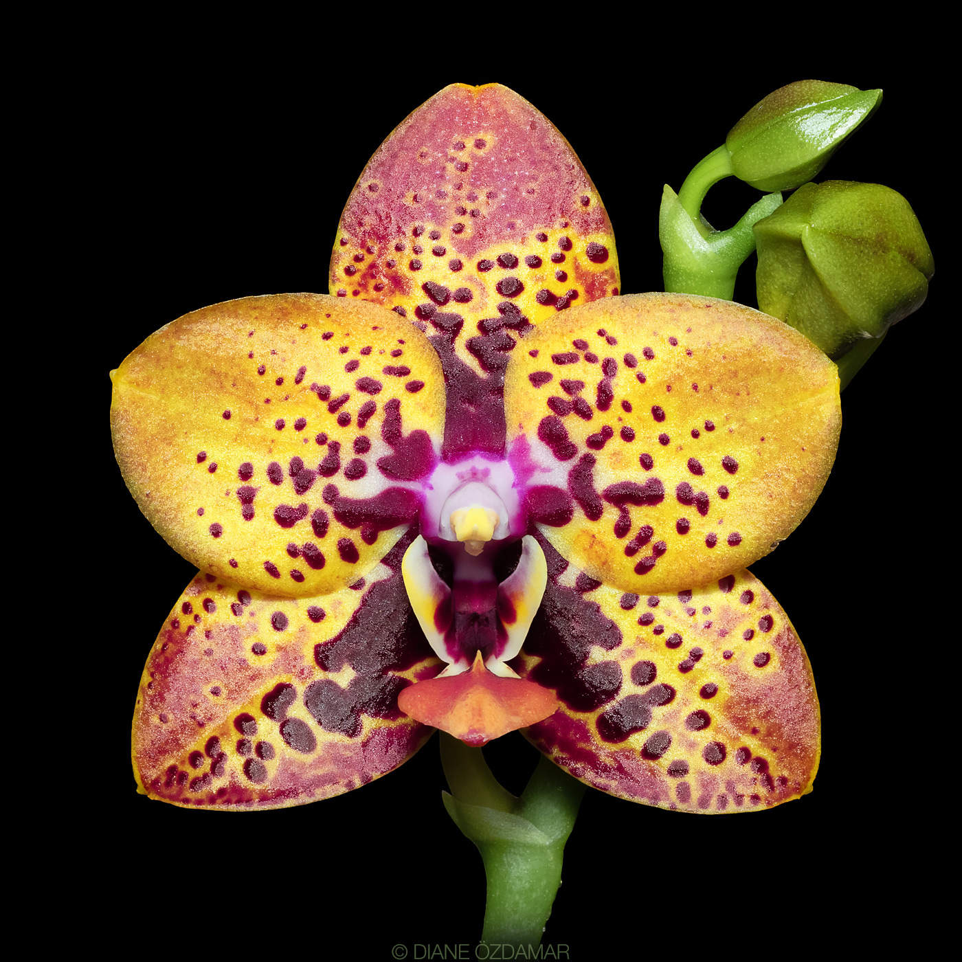 Phal Zheng Min Peach 'Huey Ru' orchid review