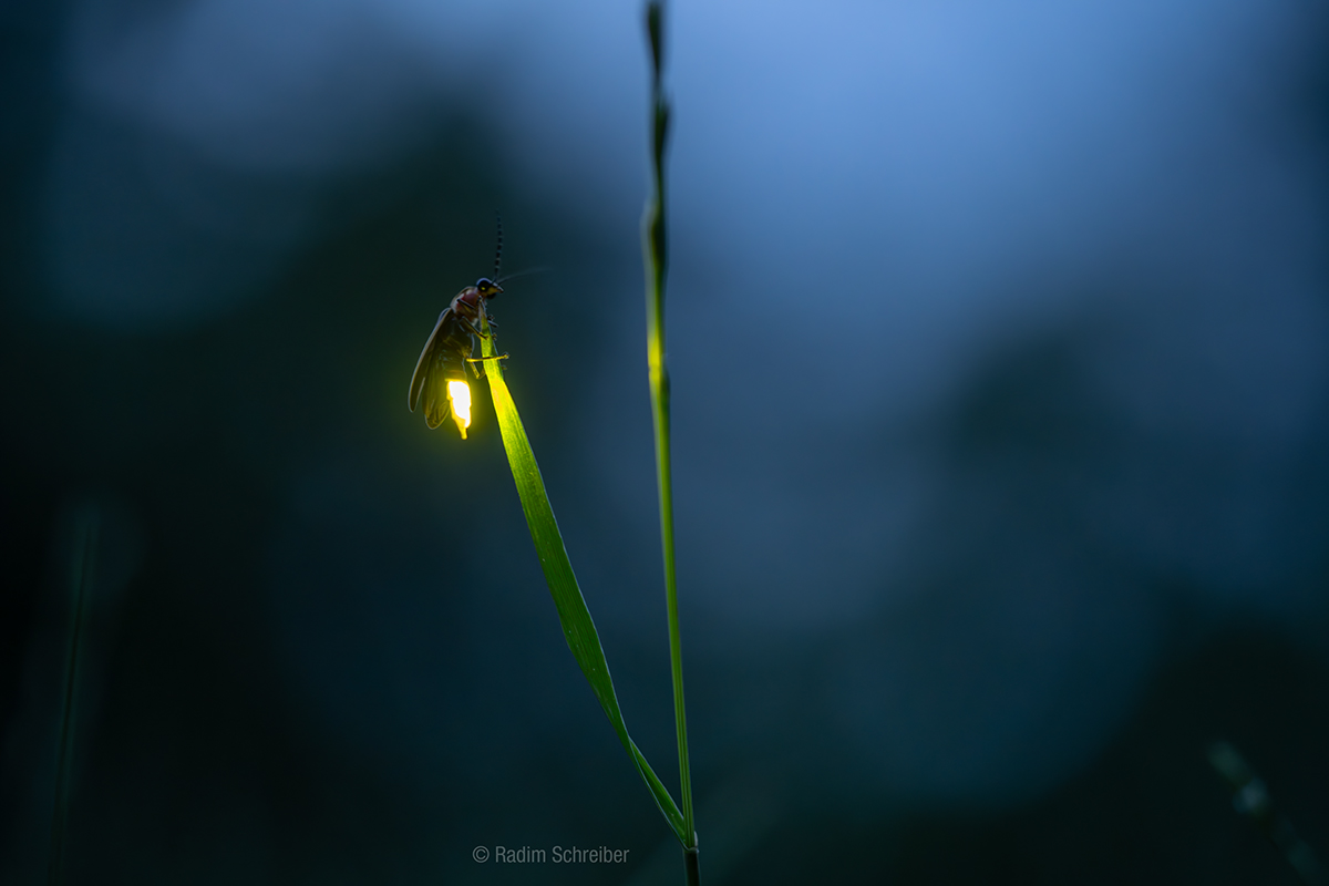 Friends of Fireflyers International | I was lucky that this Photinus ...