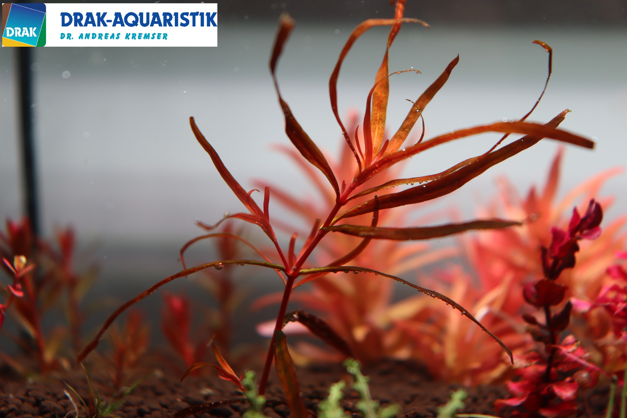 Mercatino Acquari, Pesci e Piante – Italia | Rotala Serpyllifolia ...