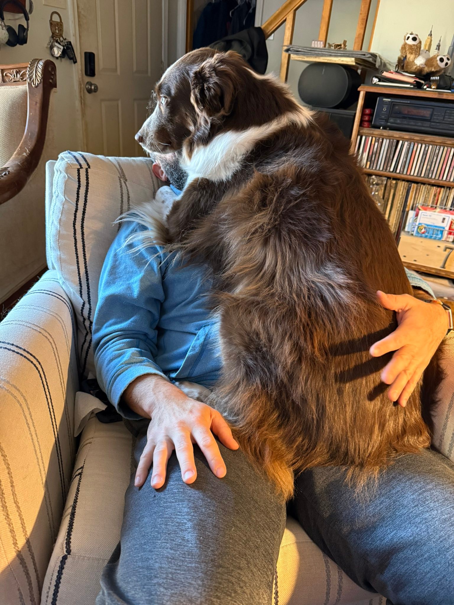 Love from a large Australian Shepherd dog