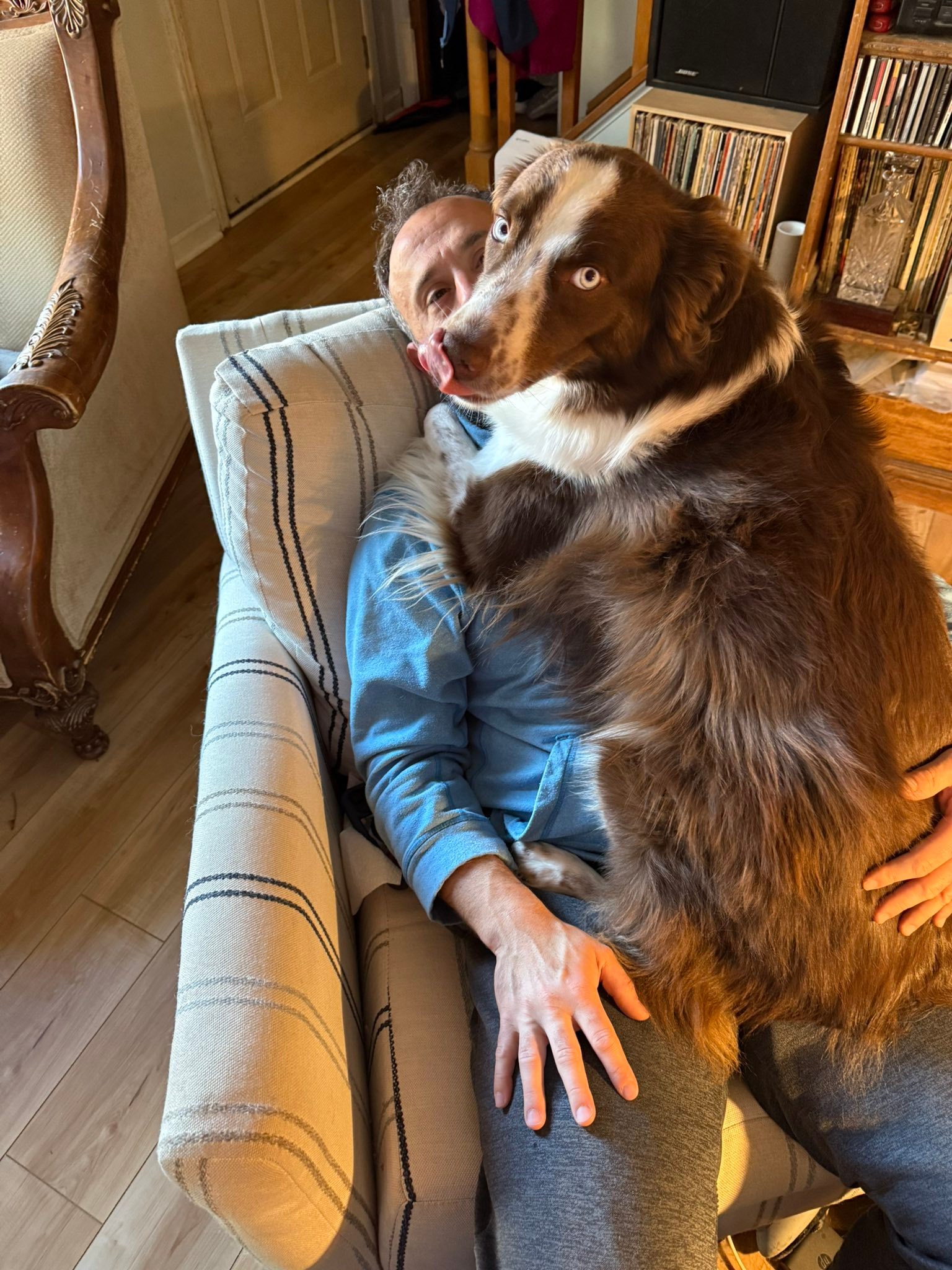 Love from a large Australian Shepherd dog
