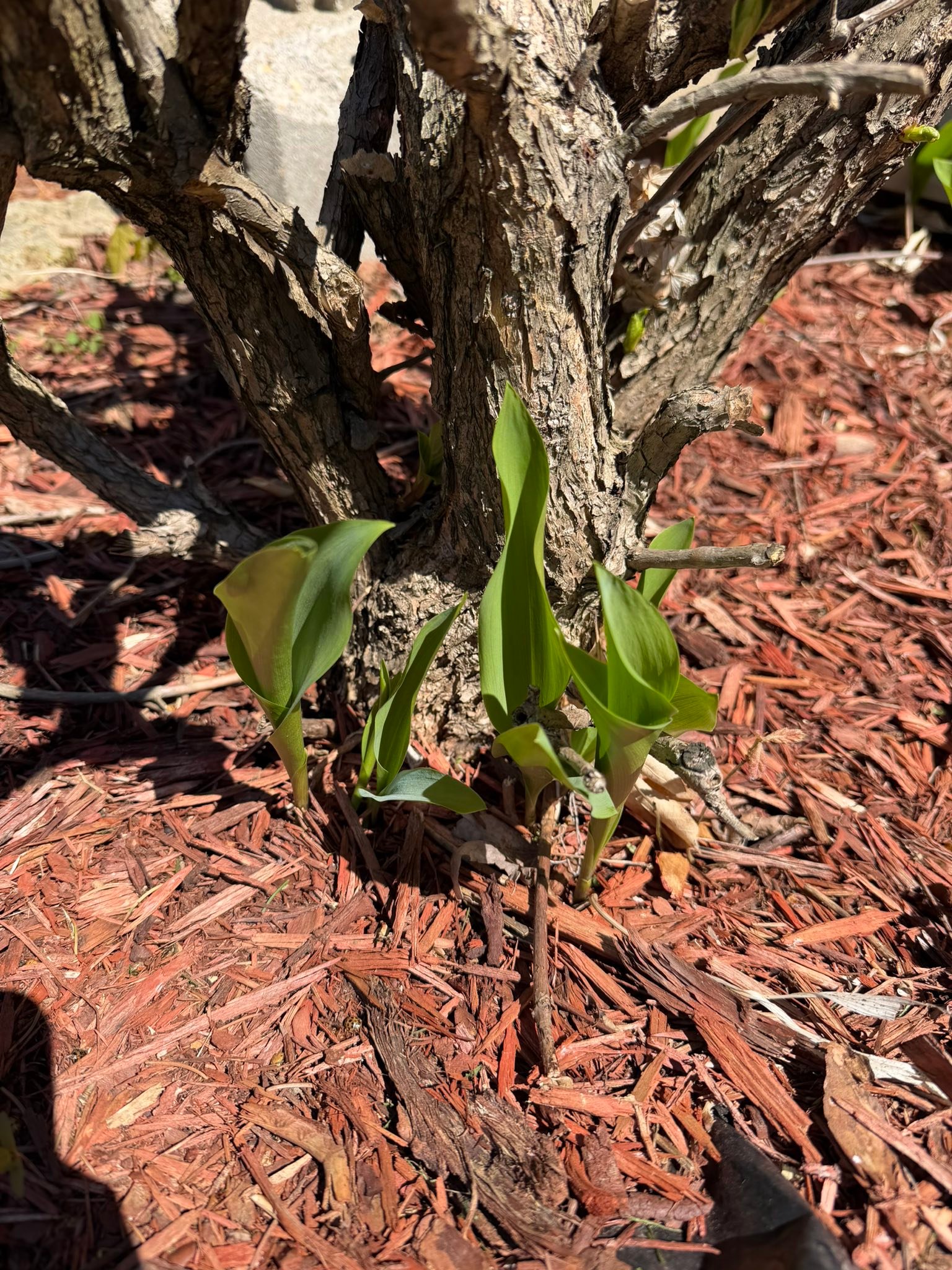 What type of lily is growing in my Wisconsin garden?