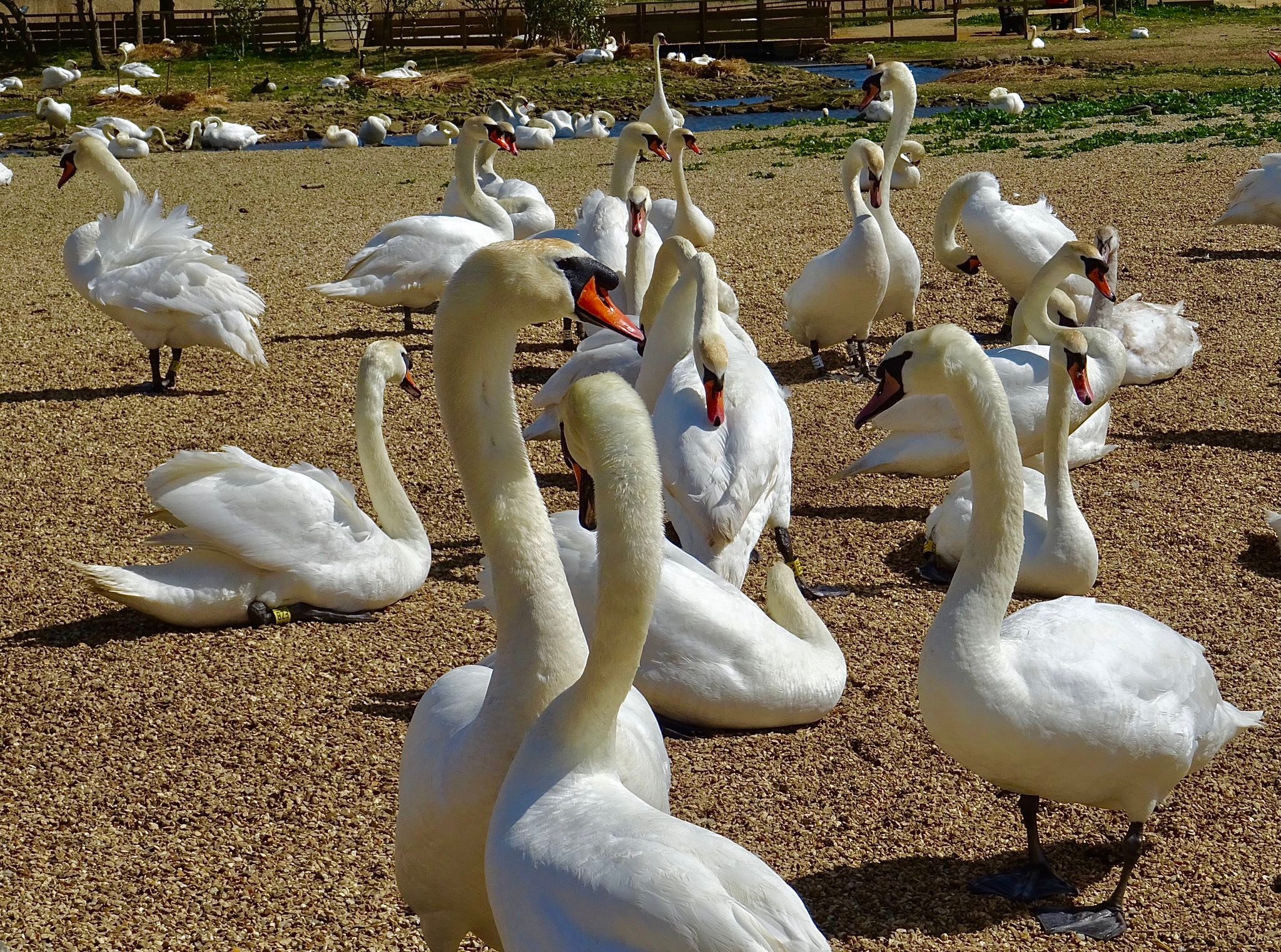 Abbotsbury Swannery in Dorset, home to over 600 mute swans