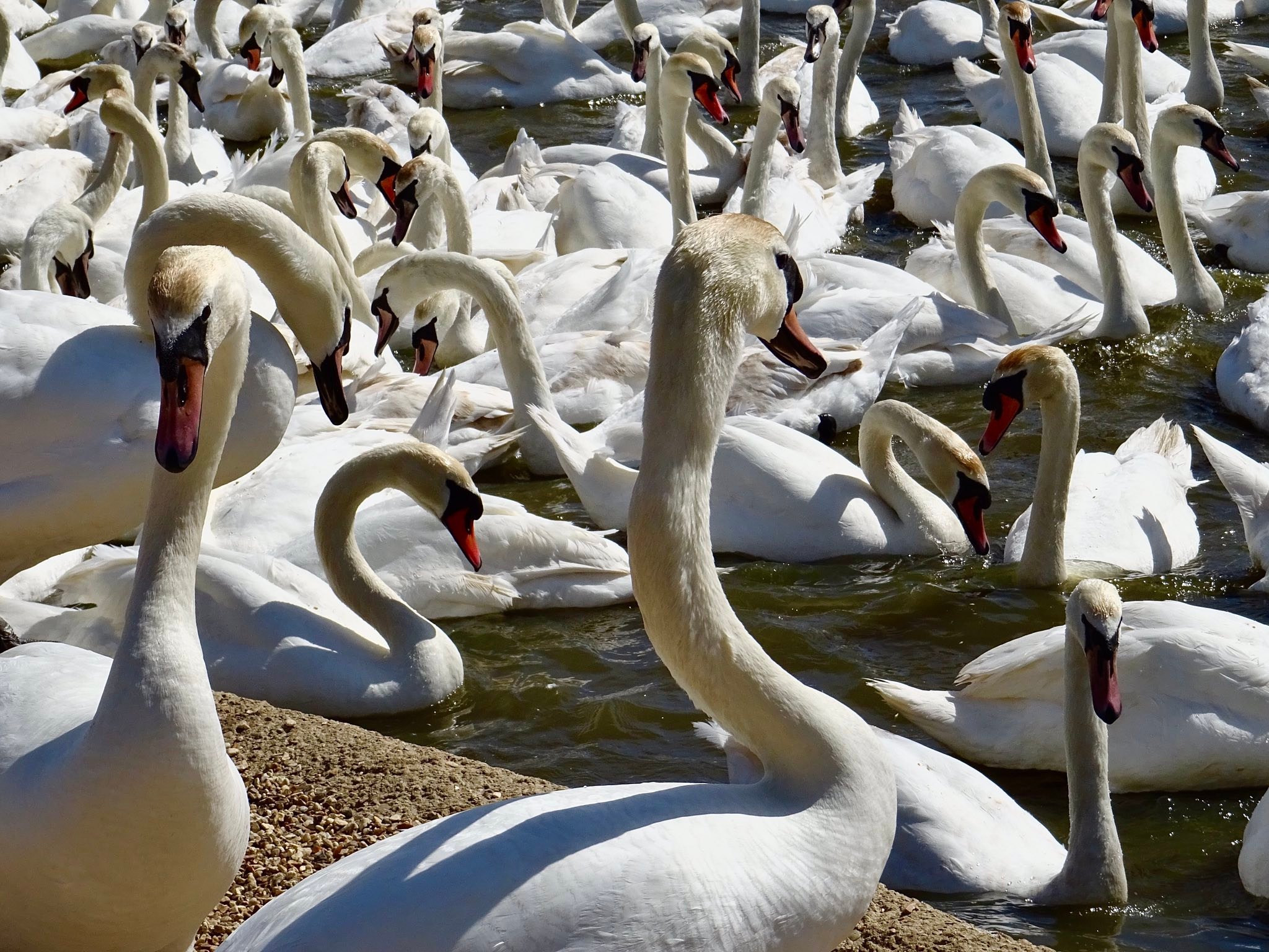 Abbotsbury Swannery in Dorset, home to over 600 mute swans