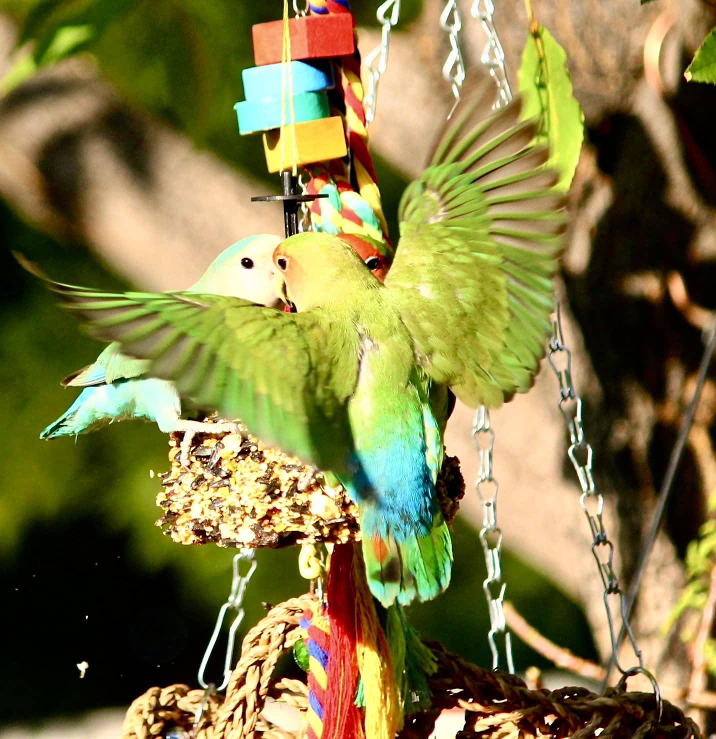 Love birds in Peoria AZ