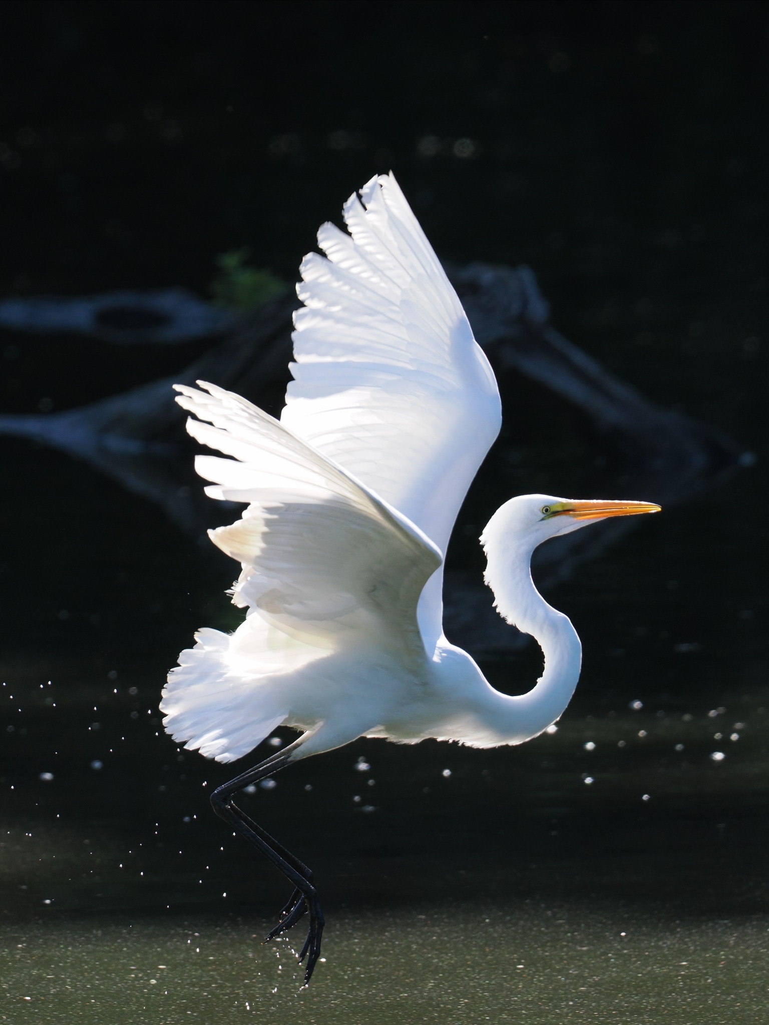 Egret fishing Olympus E-M1X Olympus 100-400