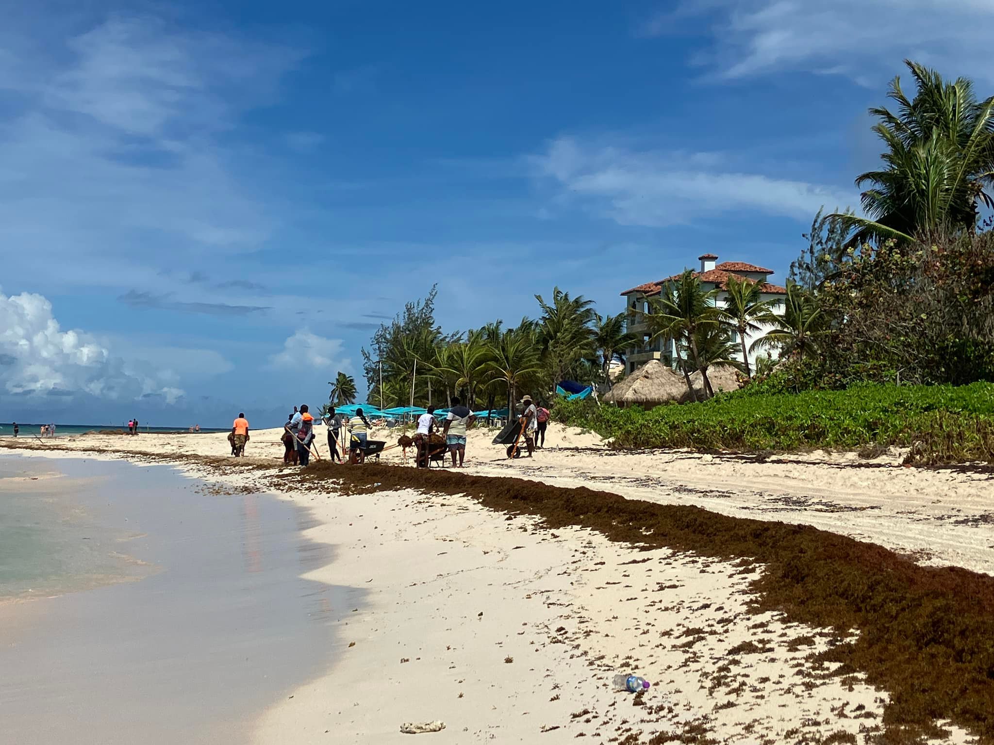 Clearing the sargassum outside Bourgainvillea and Sandals this morning