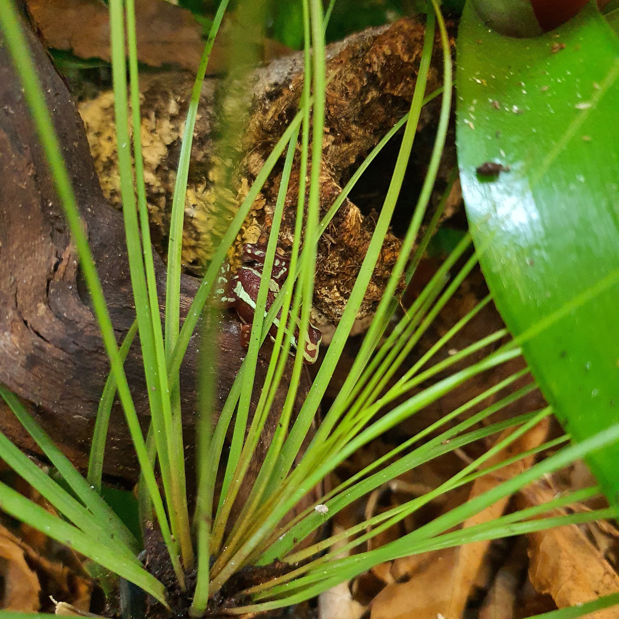 The Frog Cabin