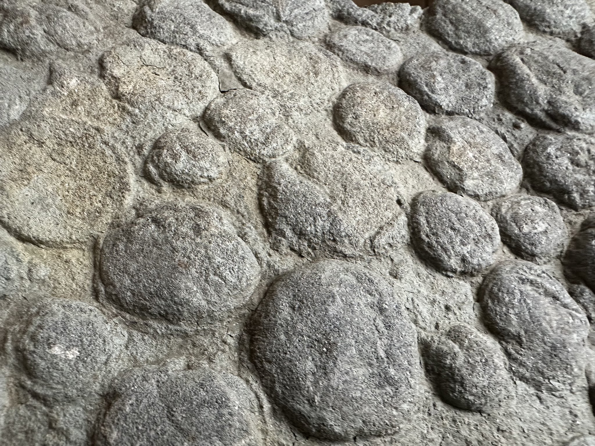 Nemiana simplex fossil from Ukraine's Novodnestrovsky quarry