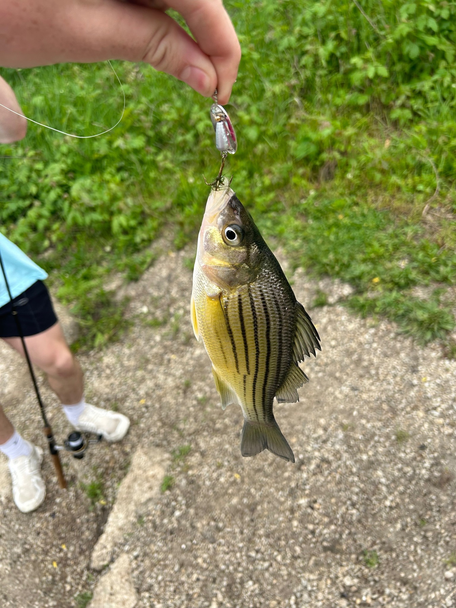 children's louis vuitton backpack Jungle Palm Springs PM Color:Green Giant Deep Diver From Classic To Trendy Crazy Charlie Bonefish Flies ABU GARCIA BEAST CASTING