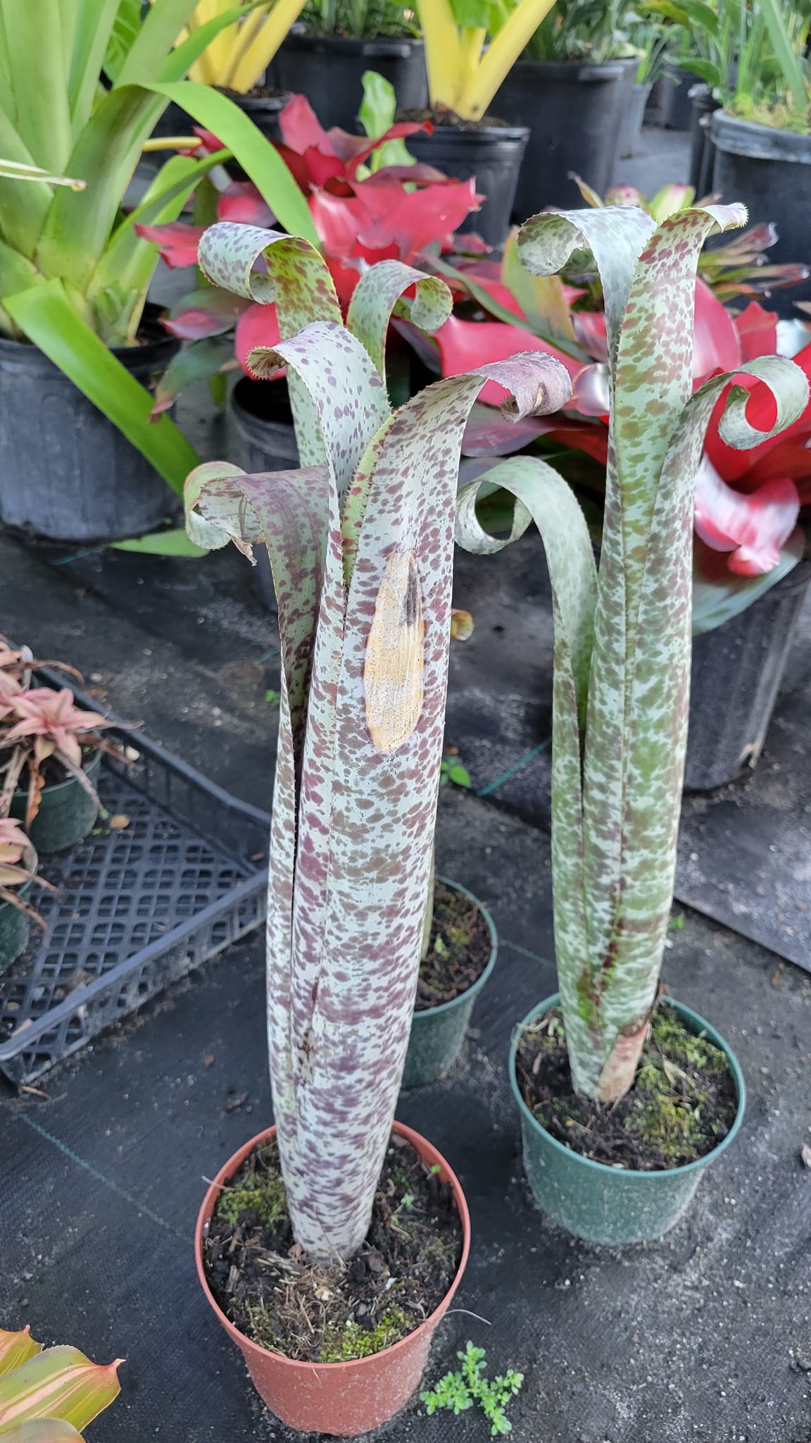 Quesnelia marmorata blooming in greenhouse