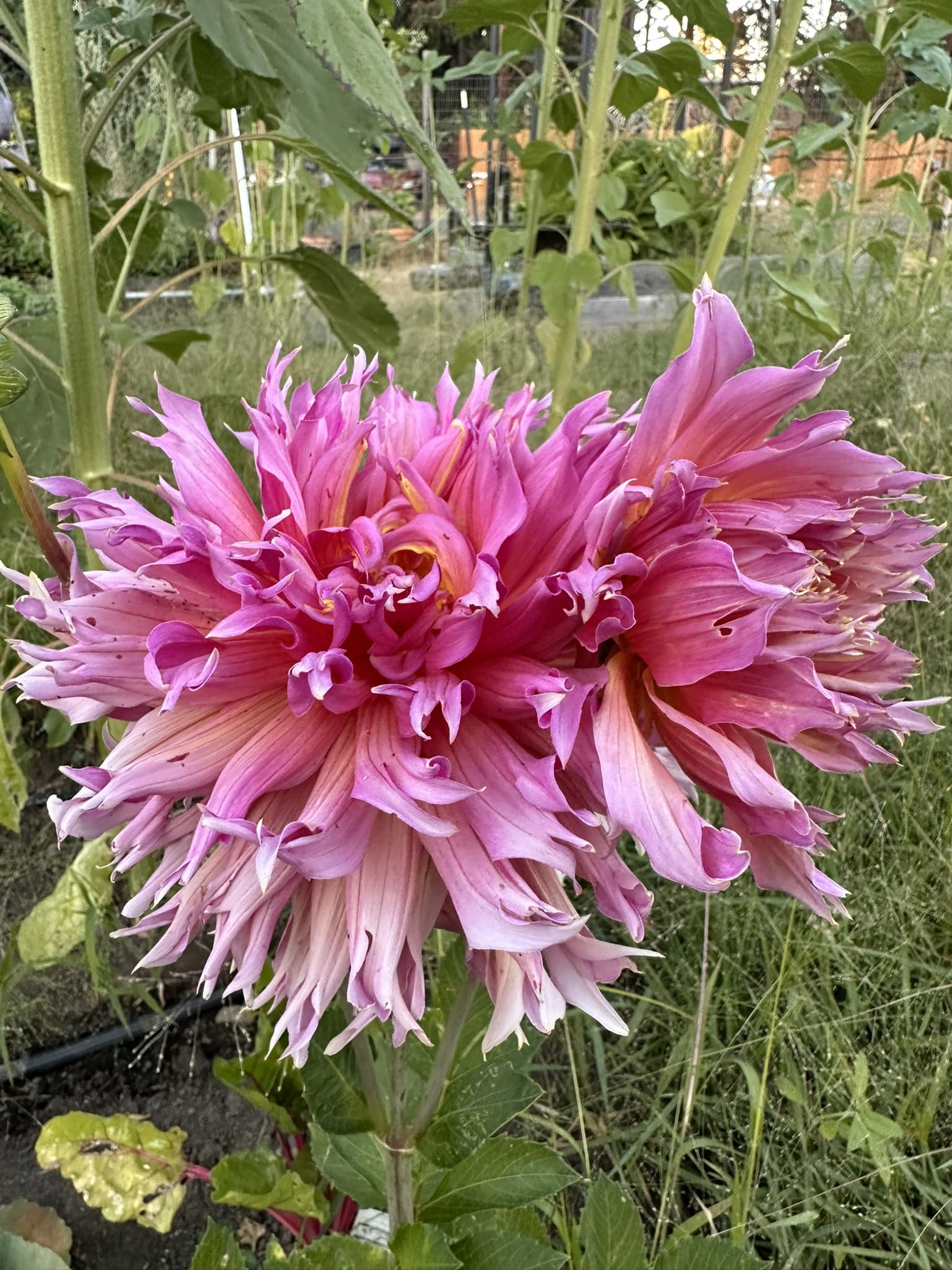 Fragile dahlia genetics: 'Fern Ridge Painted Lady' mutation