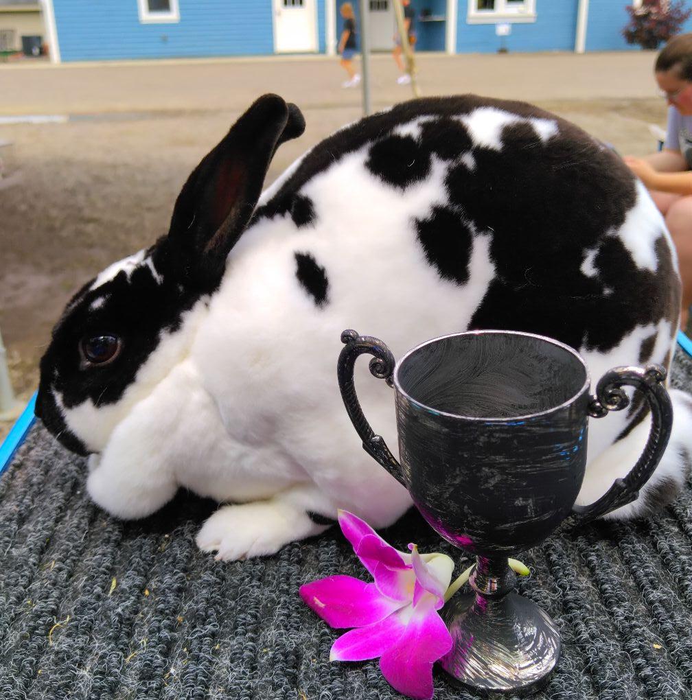 Looking to hop along...pellets are... - Melissa Docherty | Facebook